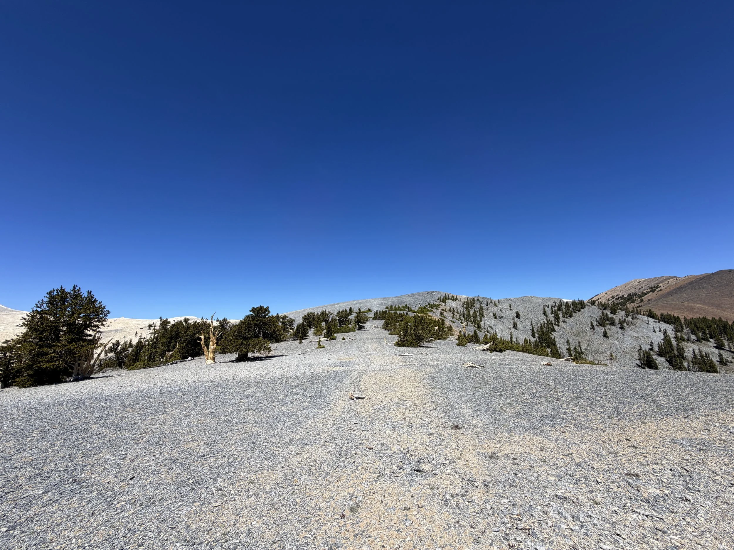 Magic Grove Snake Divide Trail Great Basin National Park Nevada
