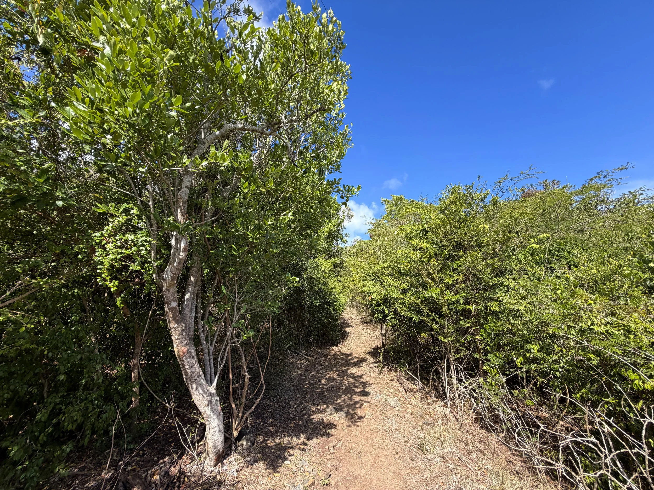 Brown Bay Trail Virgin Islands National Park