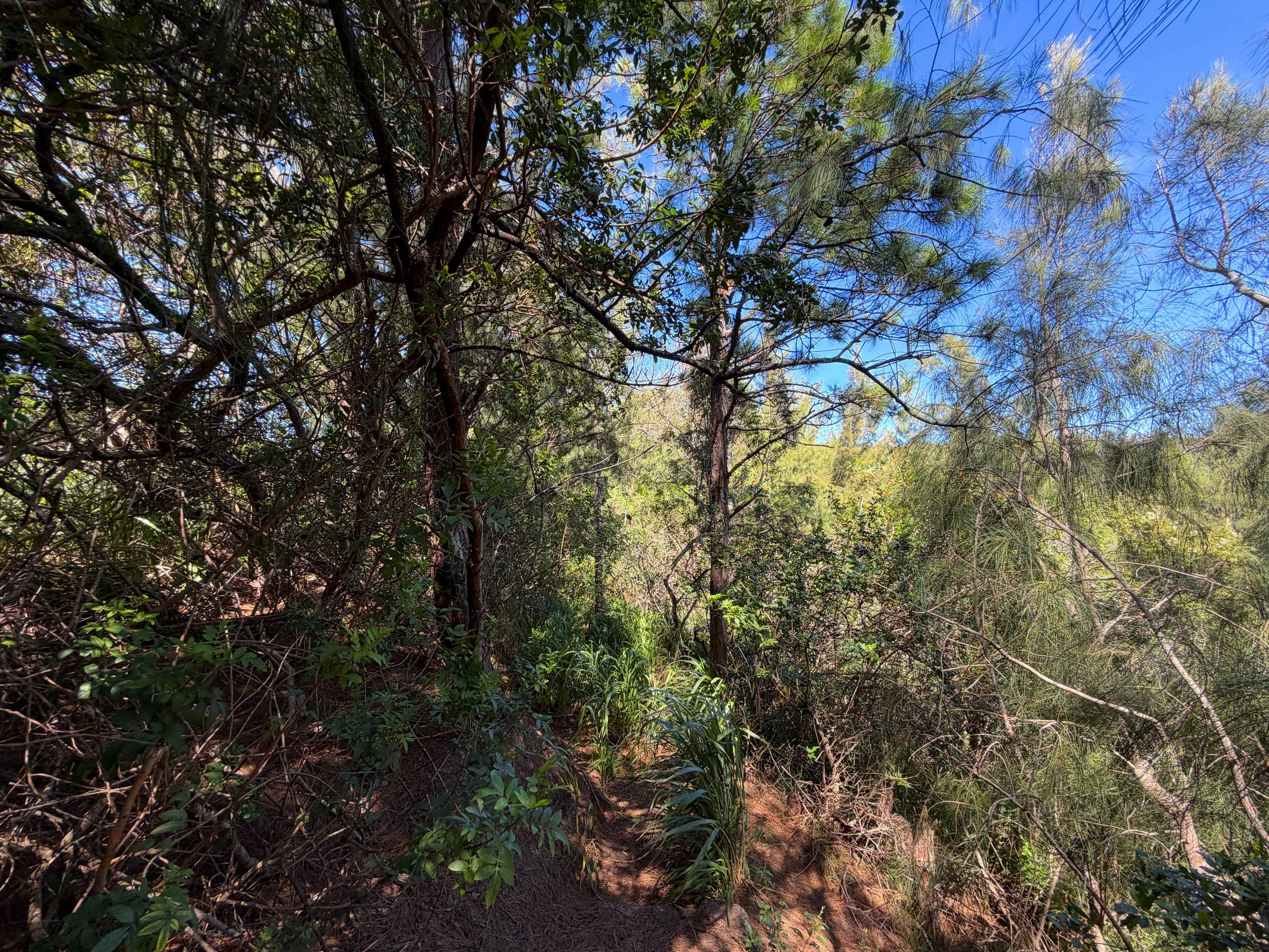 Kuaokala Trail Oahu Hawaii