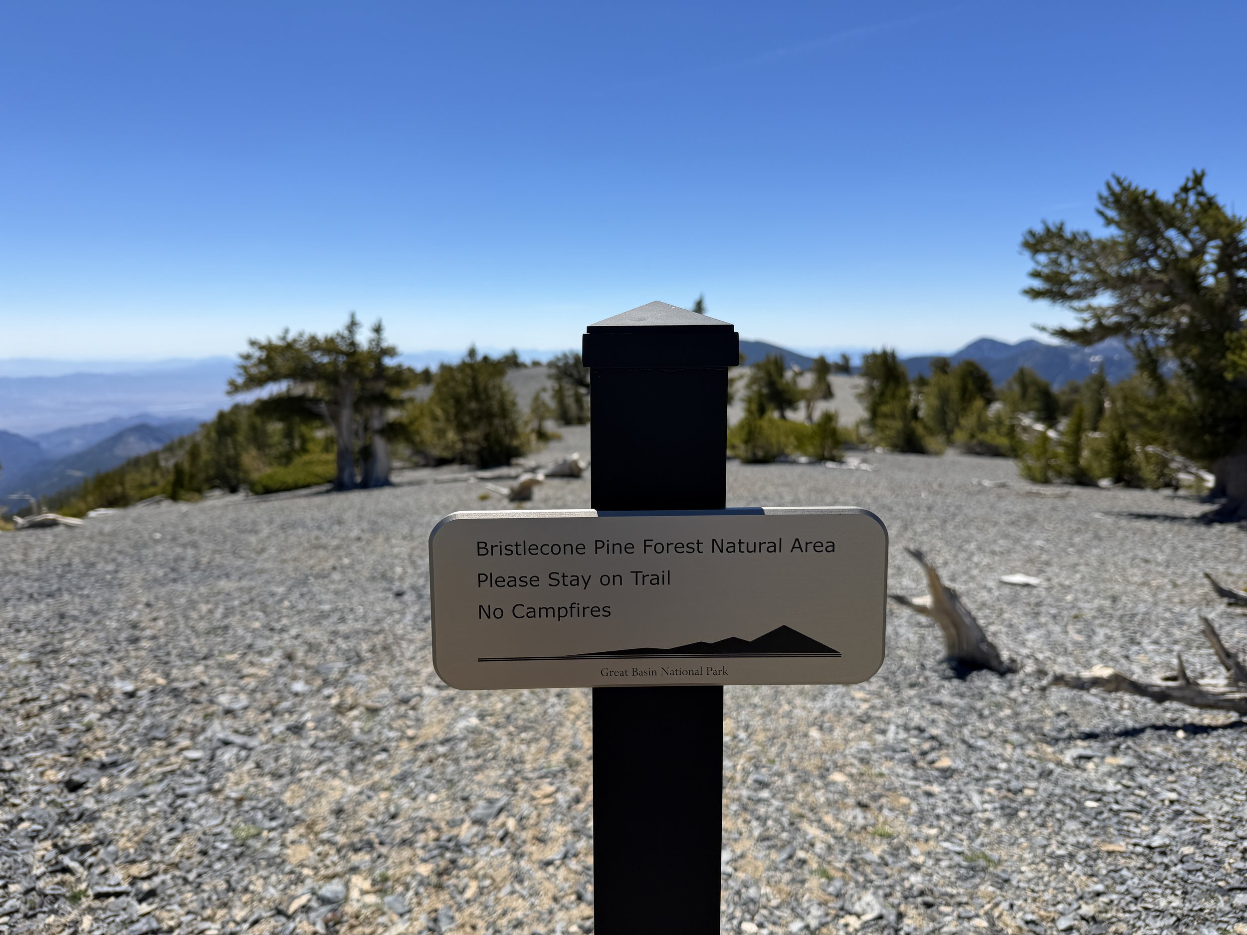 Magic Grove Snake Divide Trail Great Basin National Park Nevada