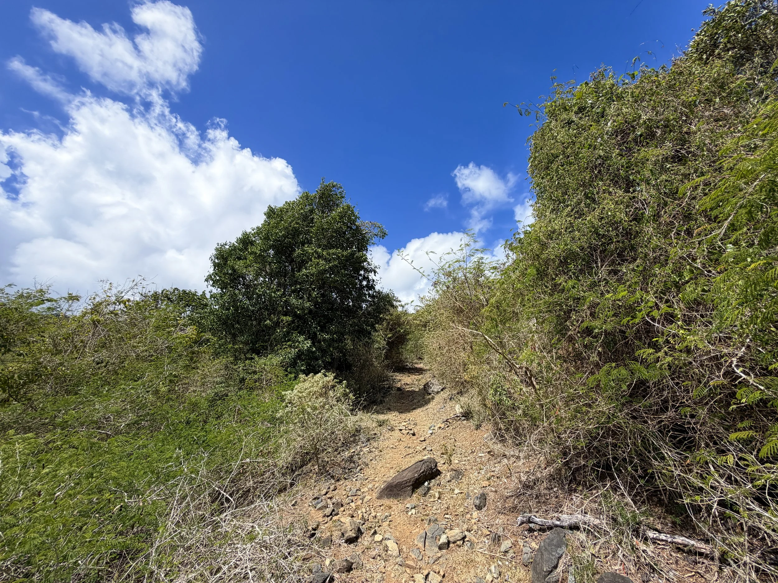 Brown Bay Trail Virgin Islands National Park