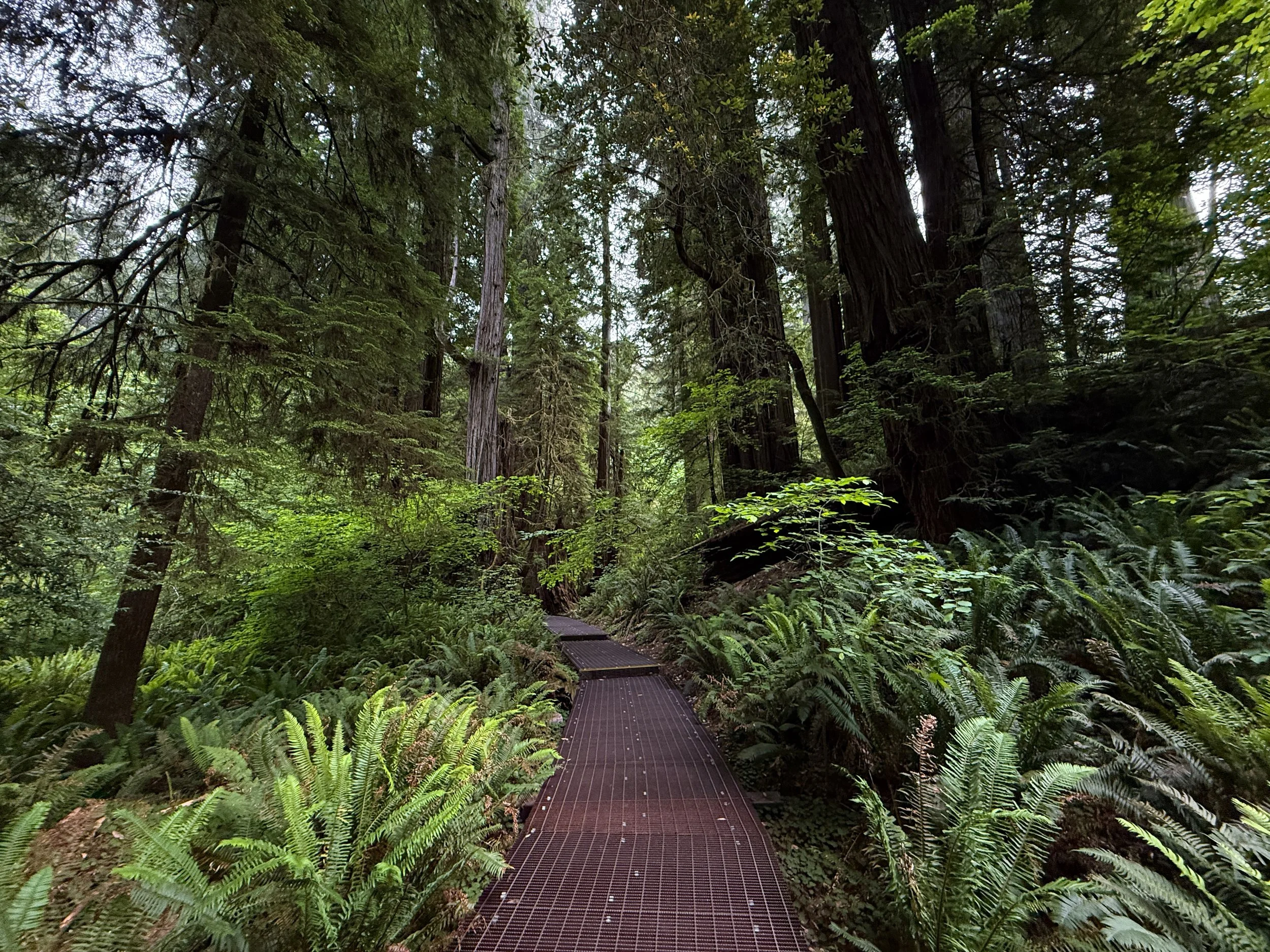 Grove of the Titans Trail Boardwalk Jedediah Smith Redwoods State Park California