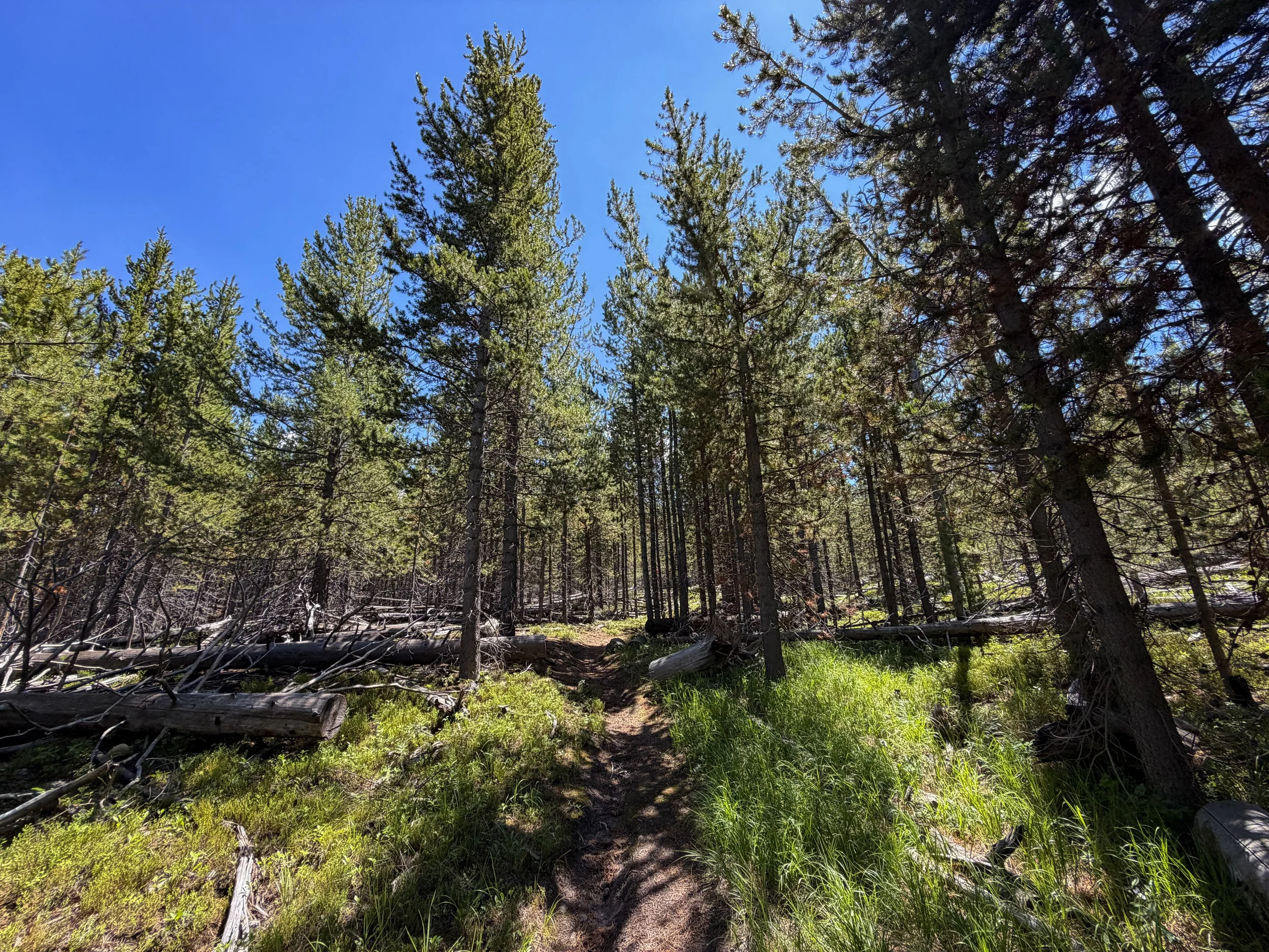 Fern Cascade Loop Trail Yellowstone National Park Wyoming