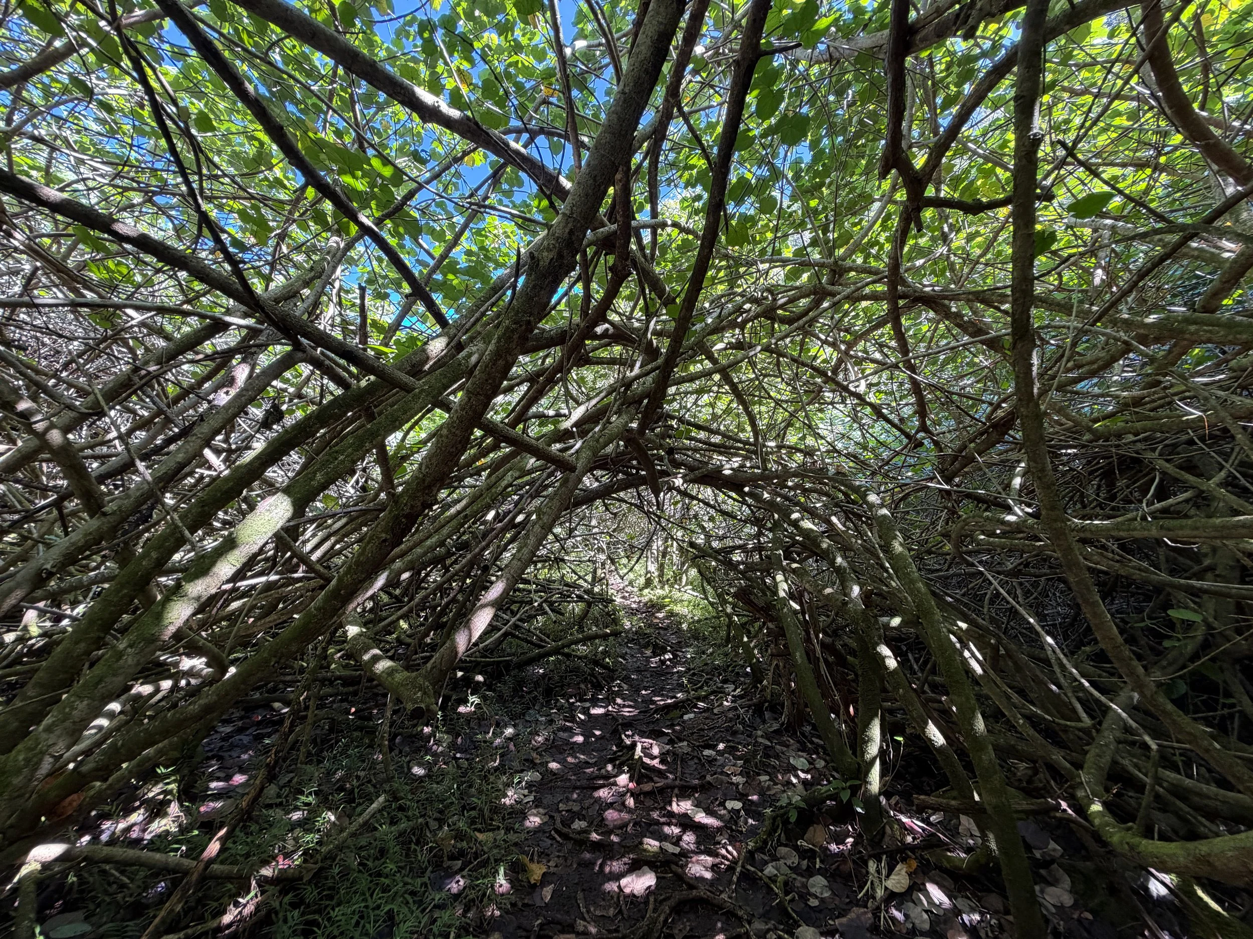 Kulanaahane Trail Oahu Hawaii
