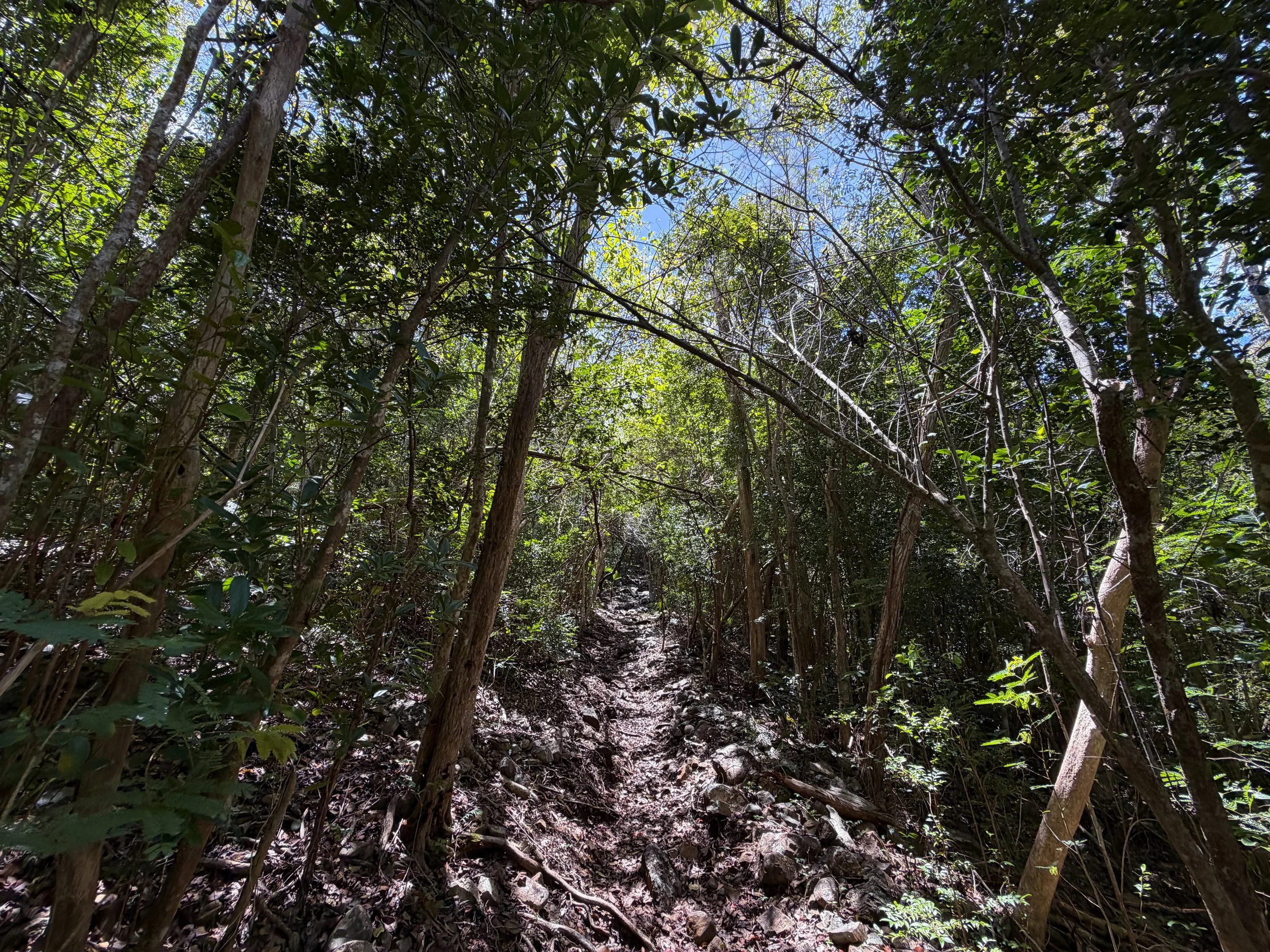 Tamarind Trail Virgin Islands National Park