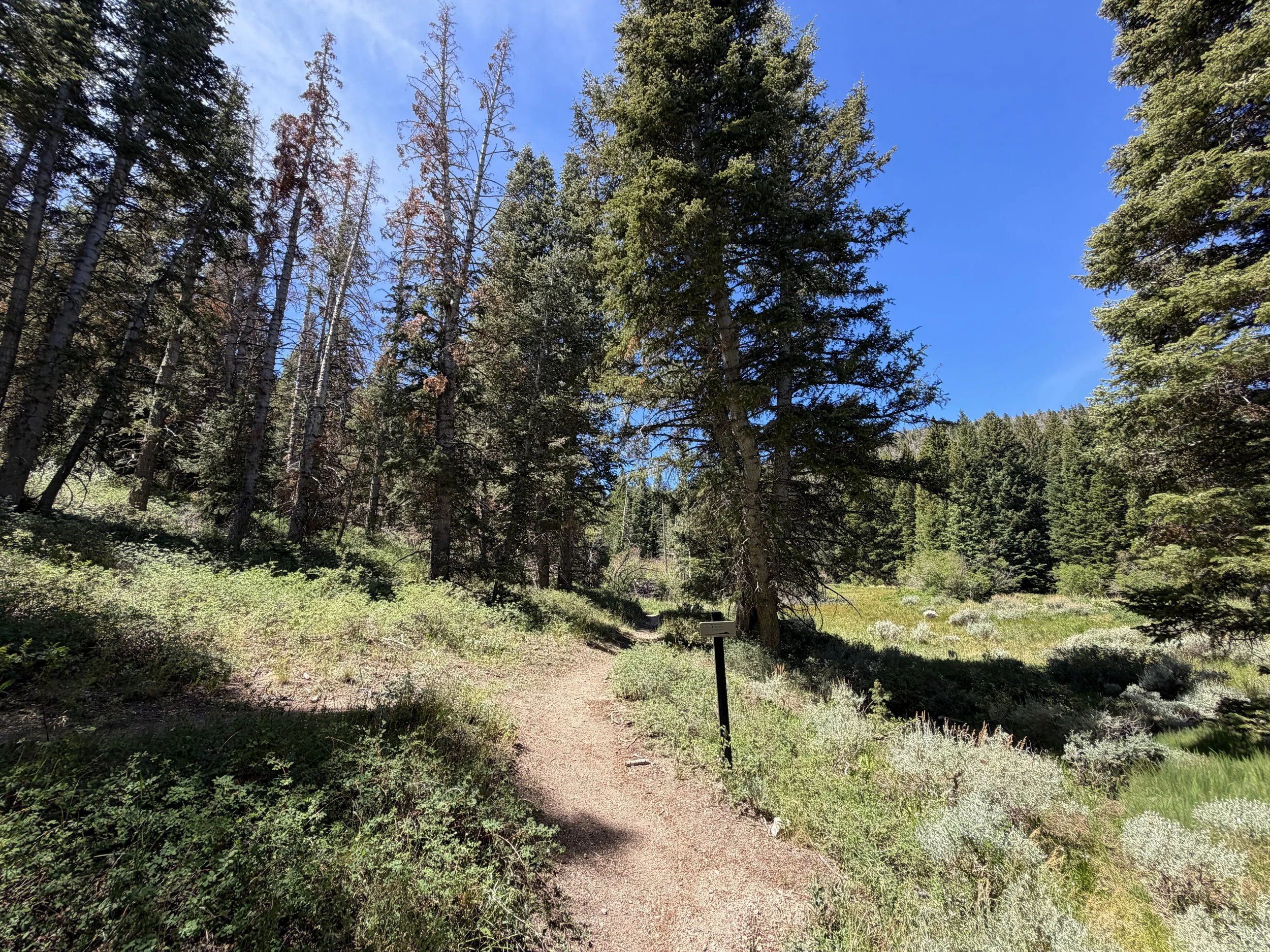 Timber Creek Loop Trail Great Basin National Park Nevada