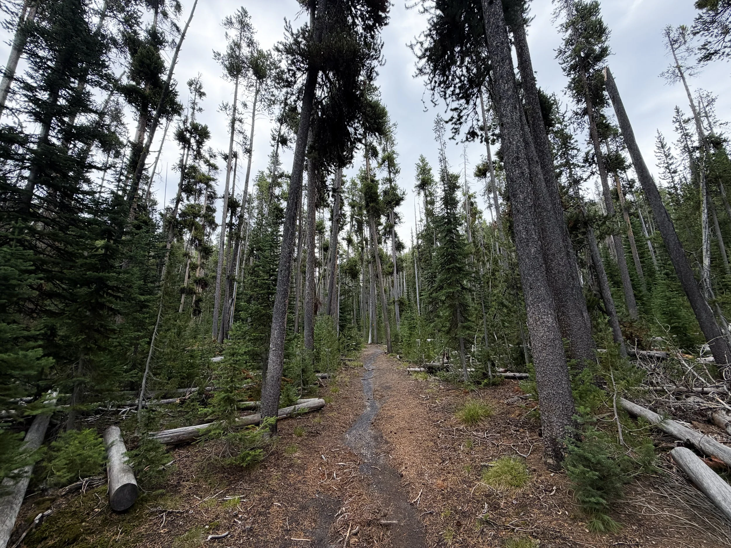 Divide Mountain Trail Yellowstone National Park Wyoming