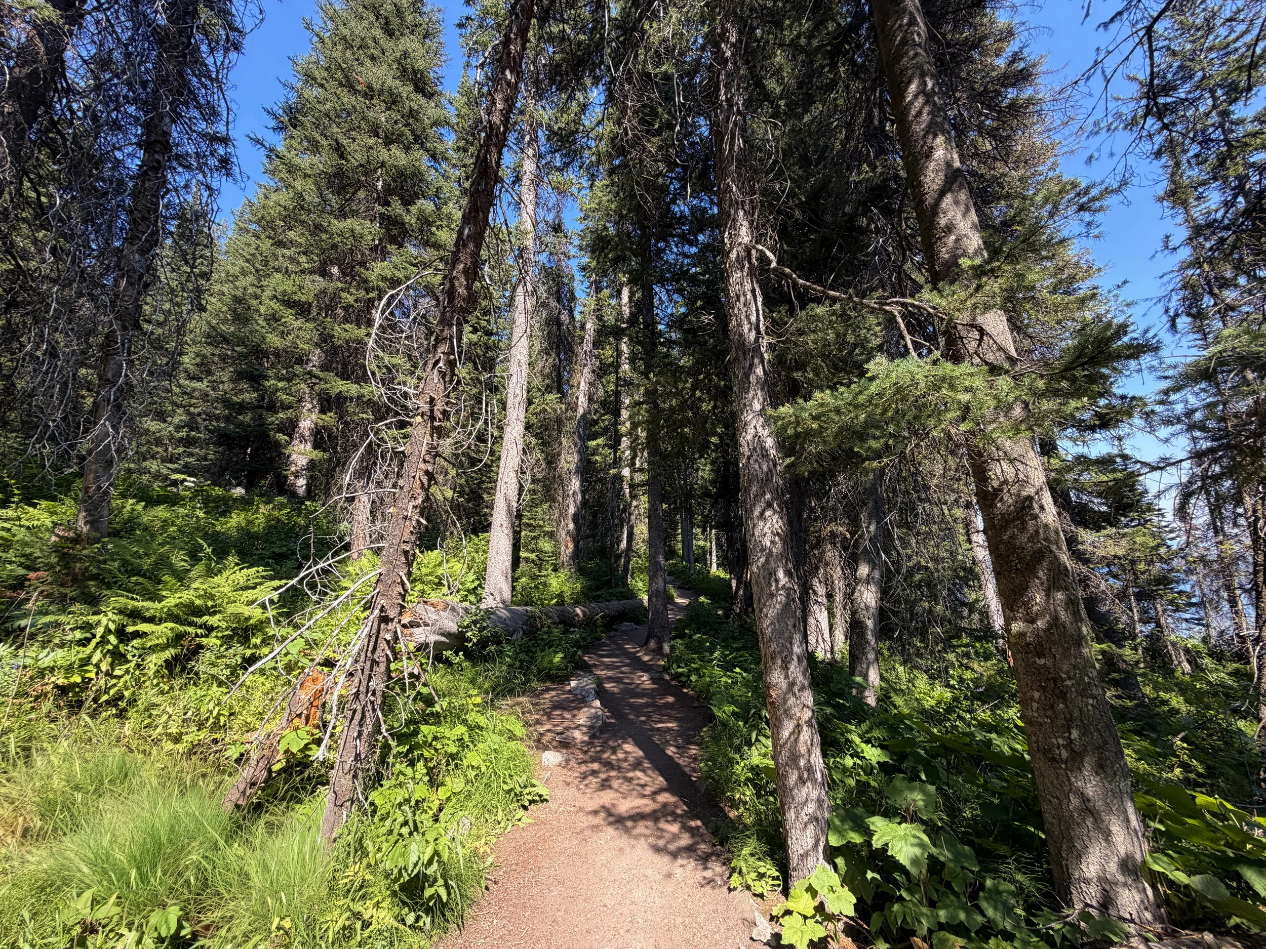 Jenny Lake Loop Trail to Lake of the Crags Grand Teton National Park Wyoming