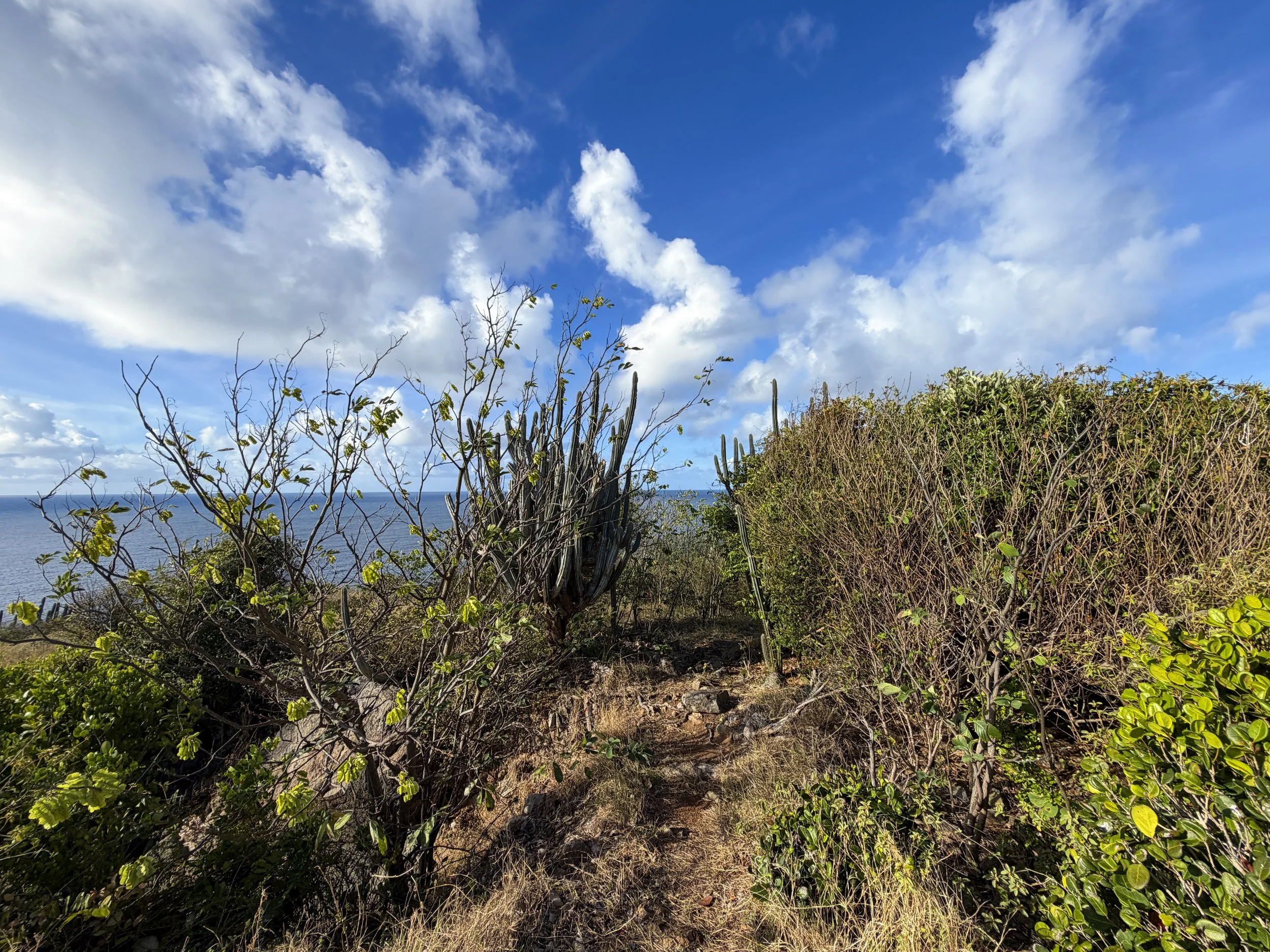 Cabritte Horn Hike Virgin Islands National Park