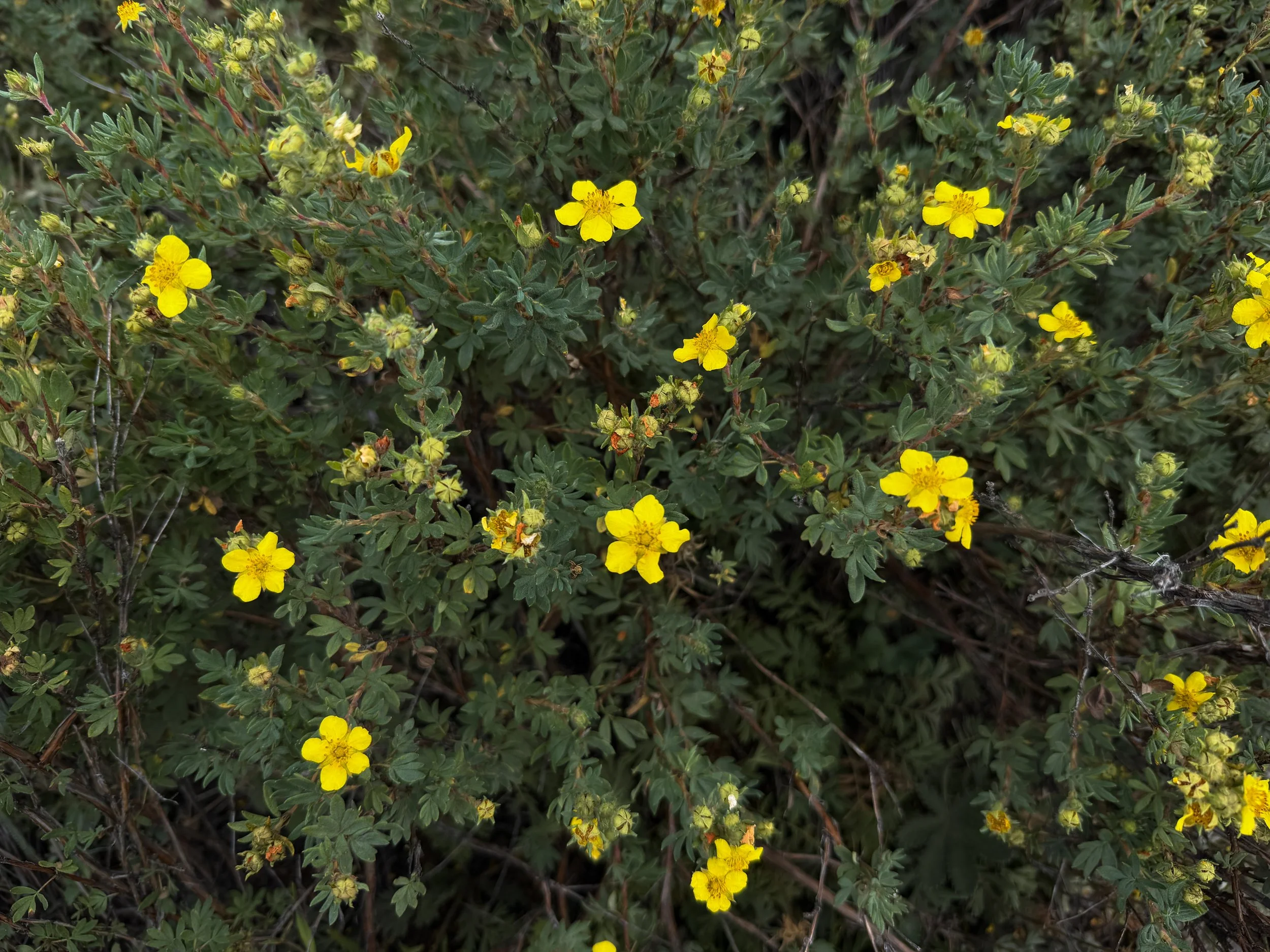 Shrubby Cinquefoil Dasiphora fruticosa