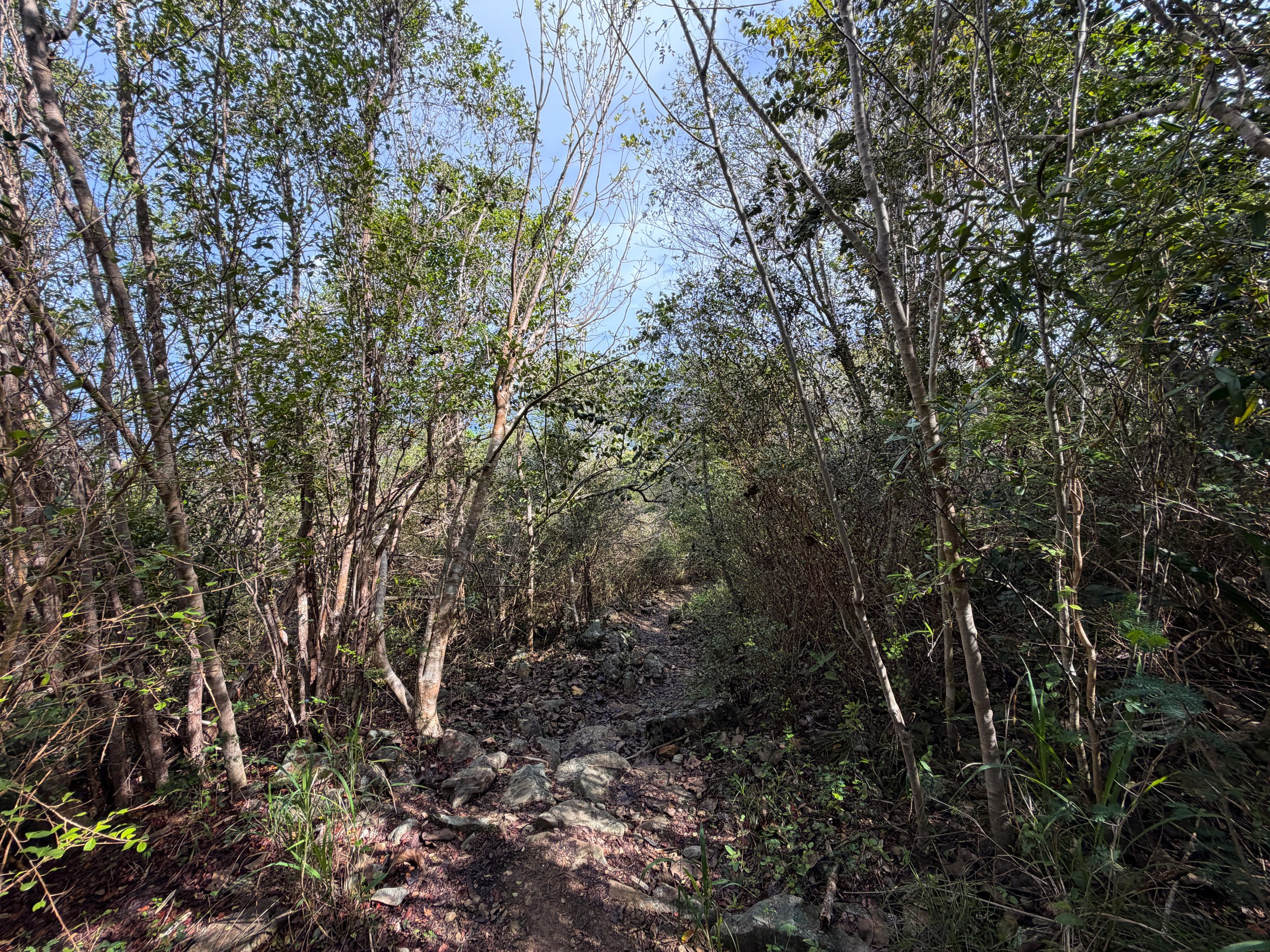 Salomon Beach Trail Virgin Islands National Park
