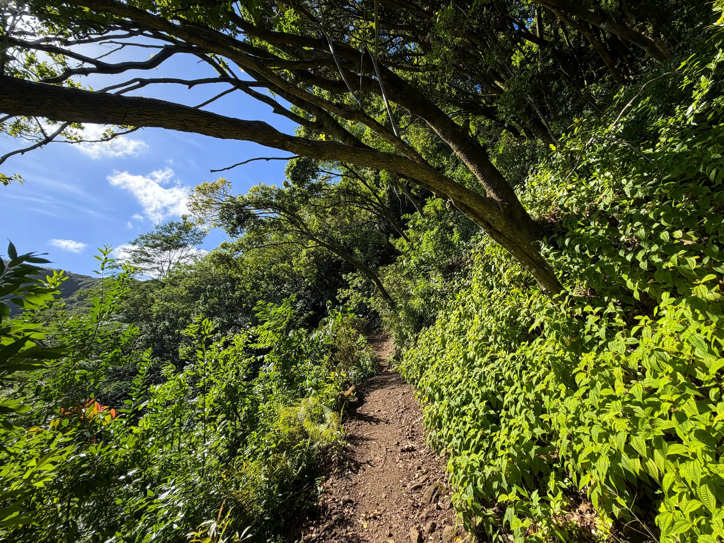 Aihualama Trail Oahu Hawaii