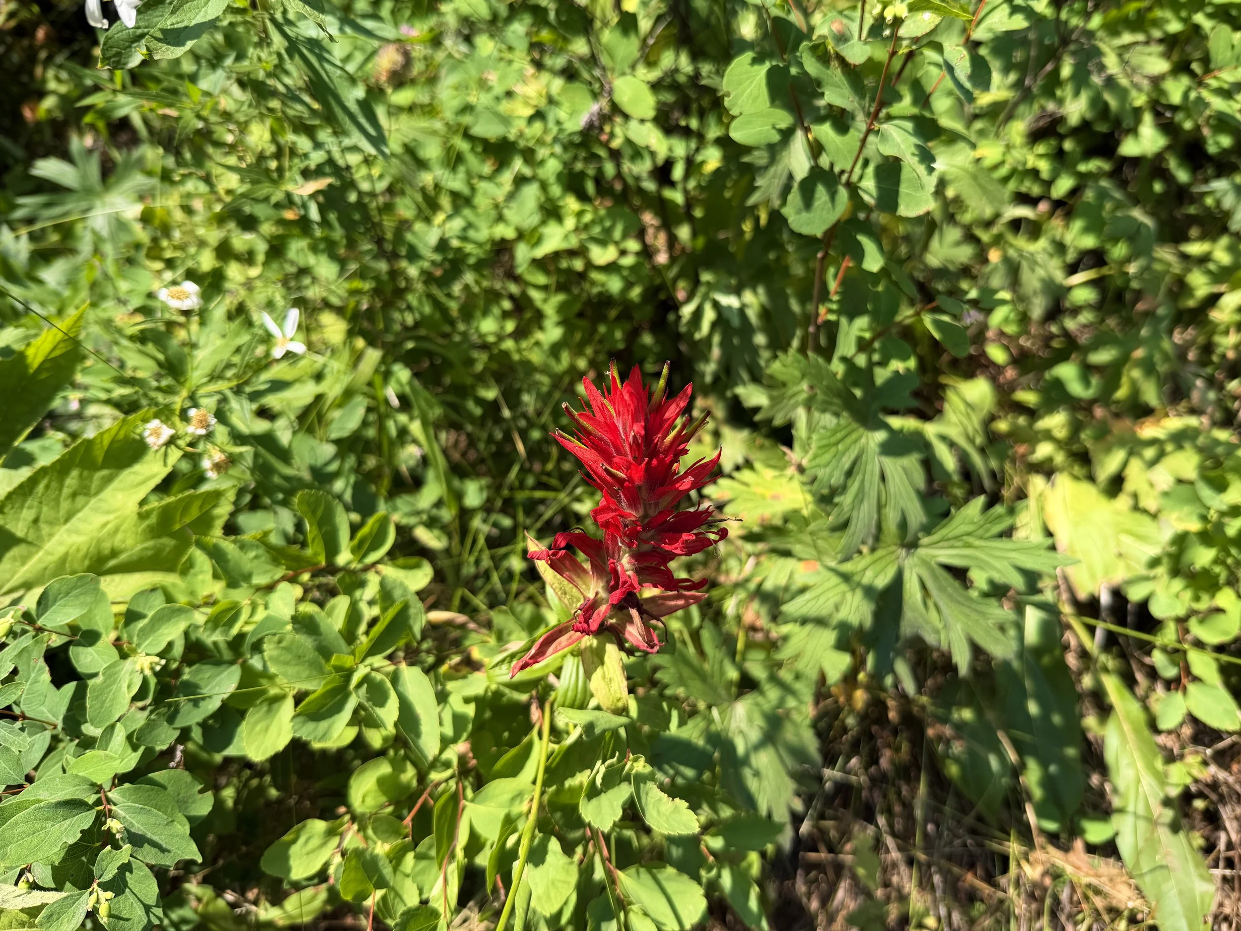 Wyoming Indian Paintbrush Castilleja linariifolia