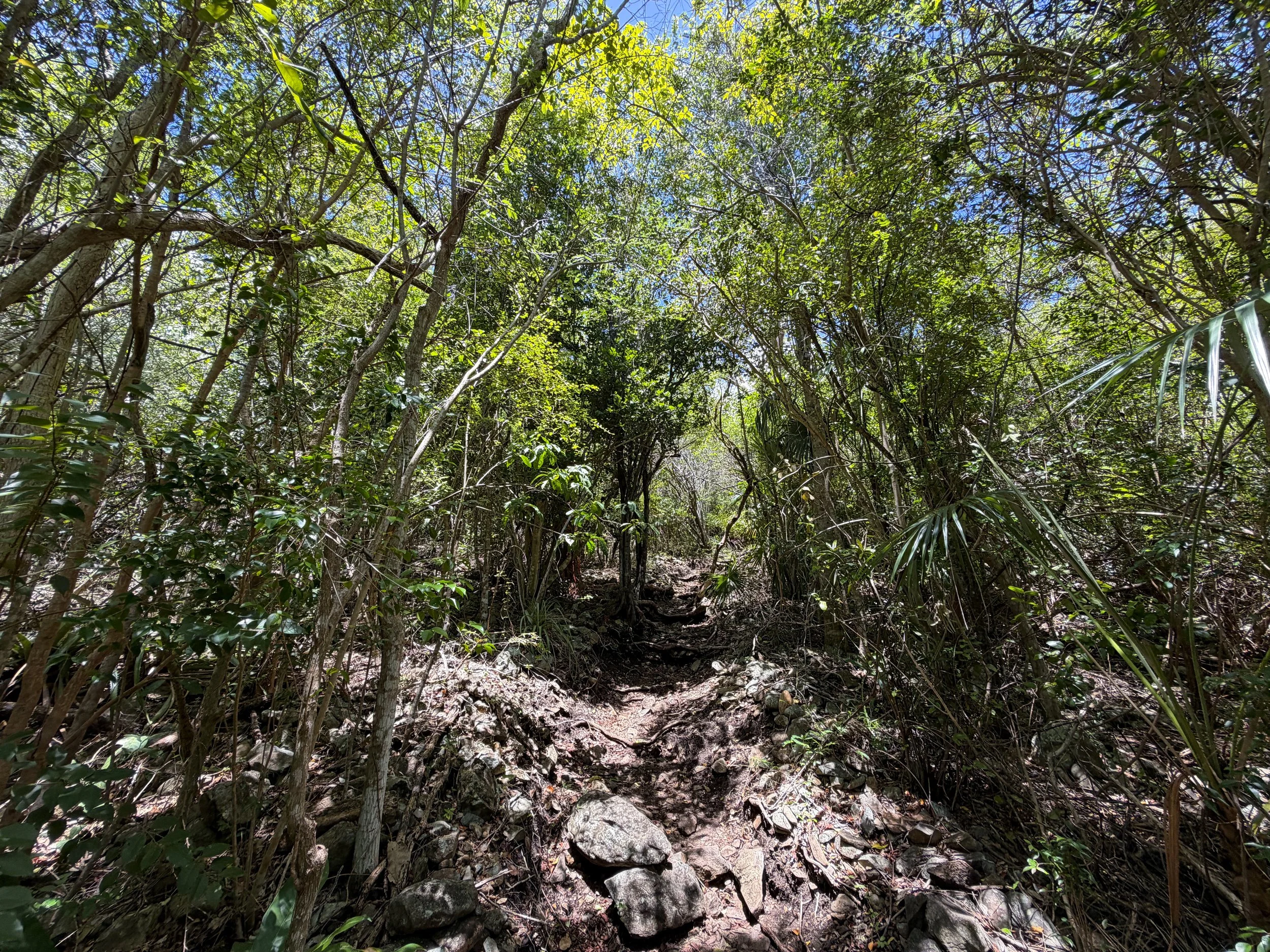 Caneel Hill Trail Virgin Islands National Park