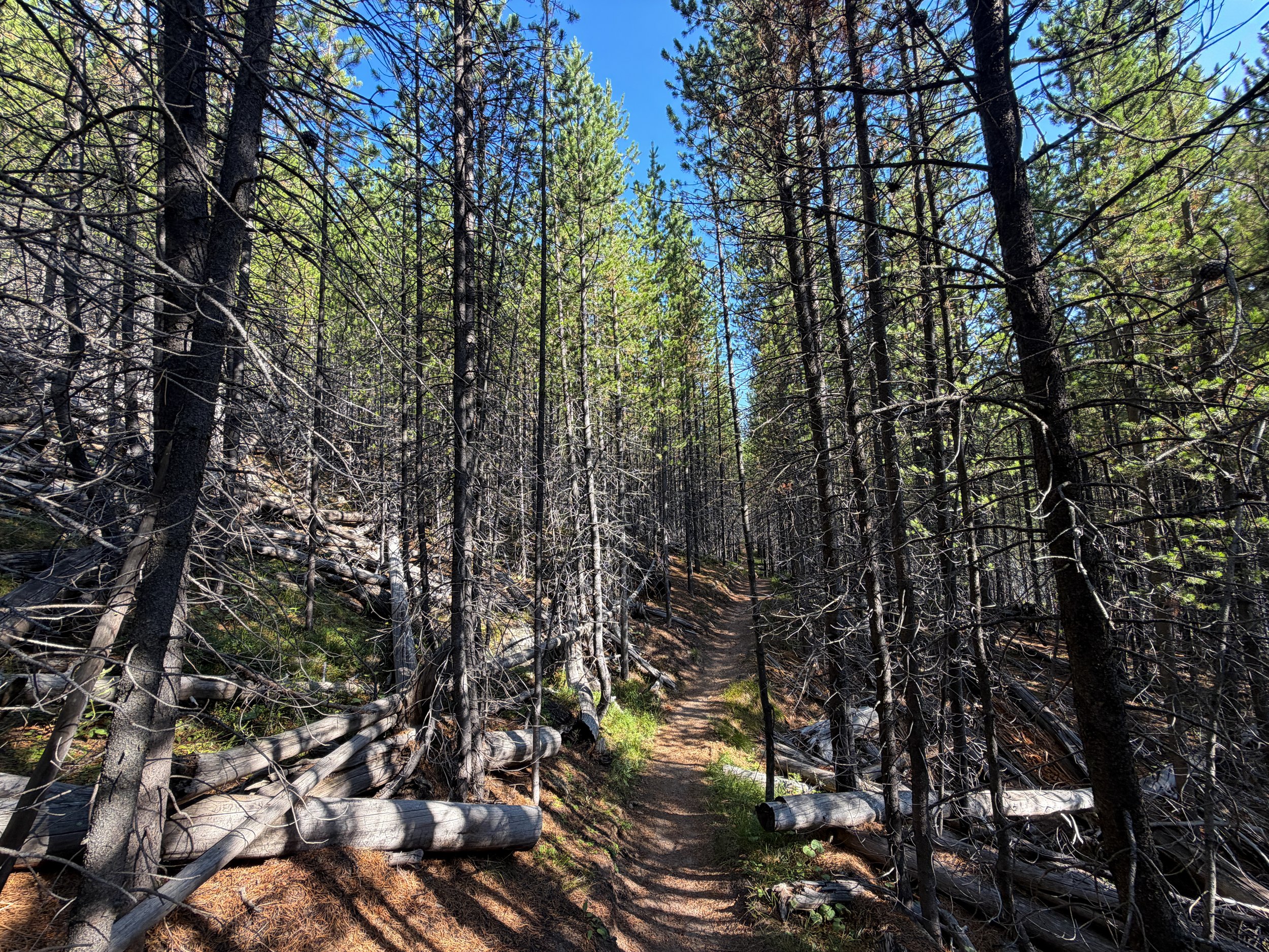 Monument Geyser Basin Trail Yellowstone National Park Wyoming