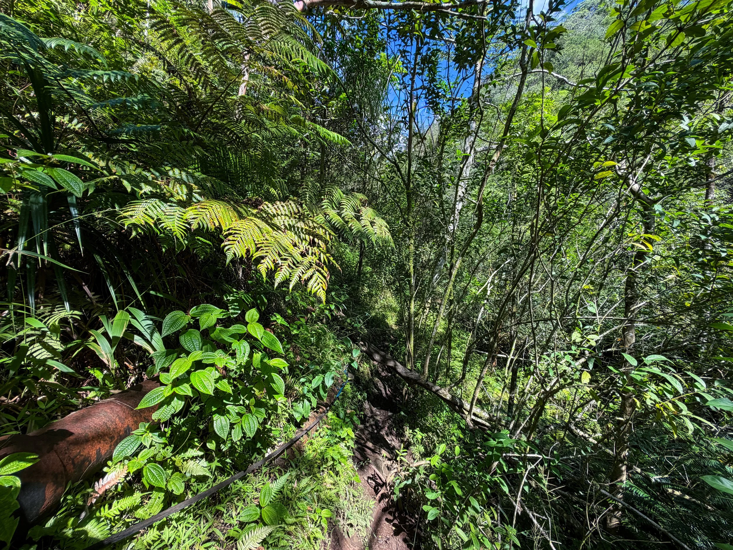 Kaau Crater Hike Oahu Hawaii