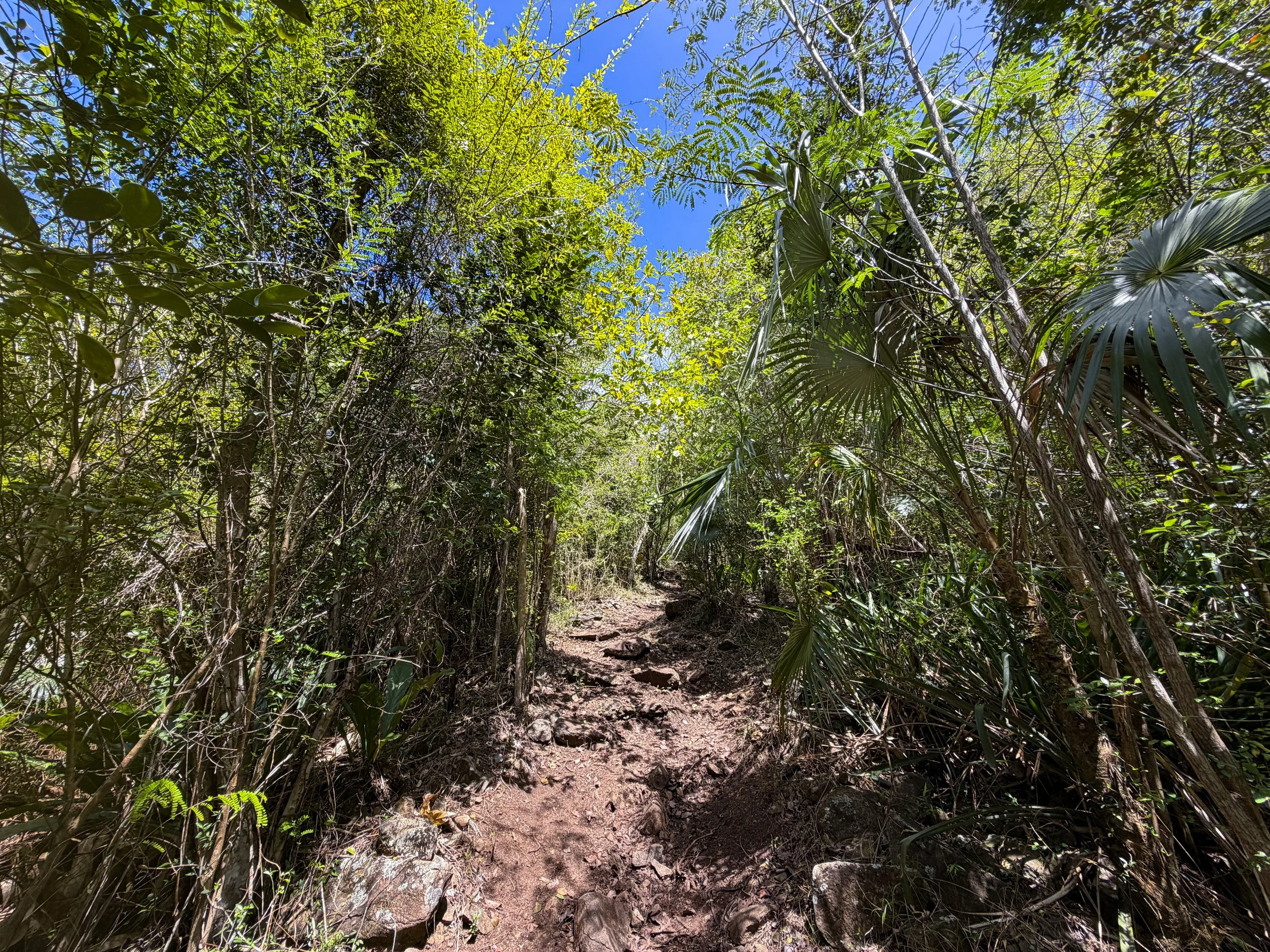 Caneel Hill Hike to Margaret Hill Virgin Islands National Park