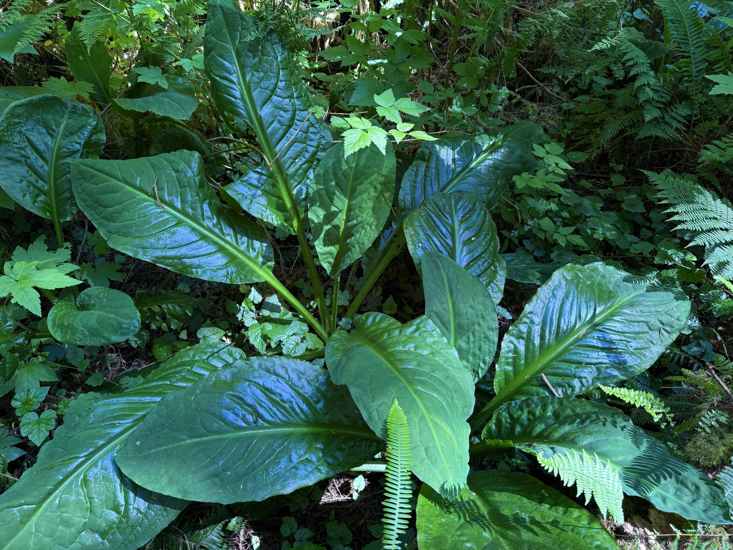 Western Skunk Cabbage Lysichiton americanus