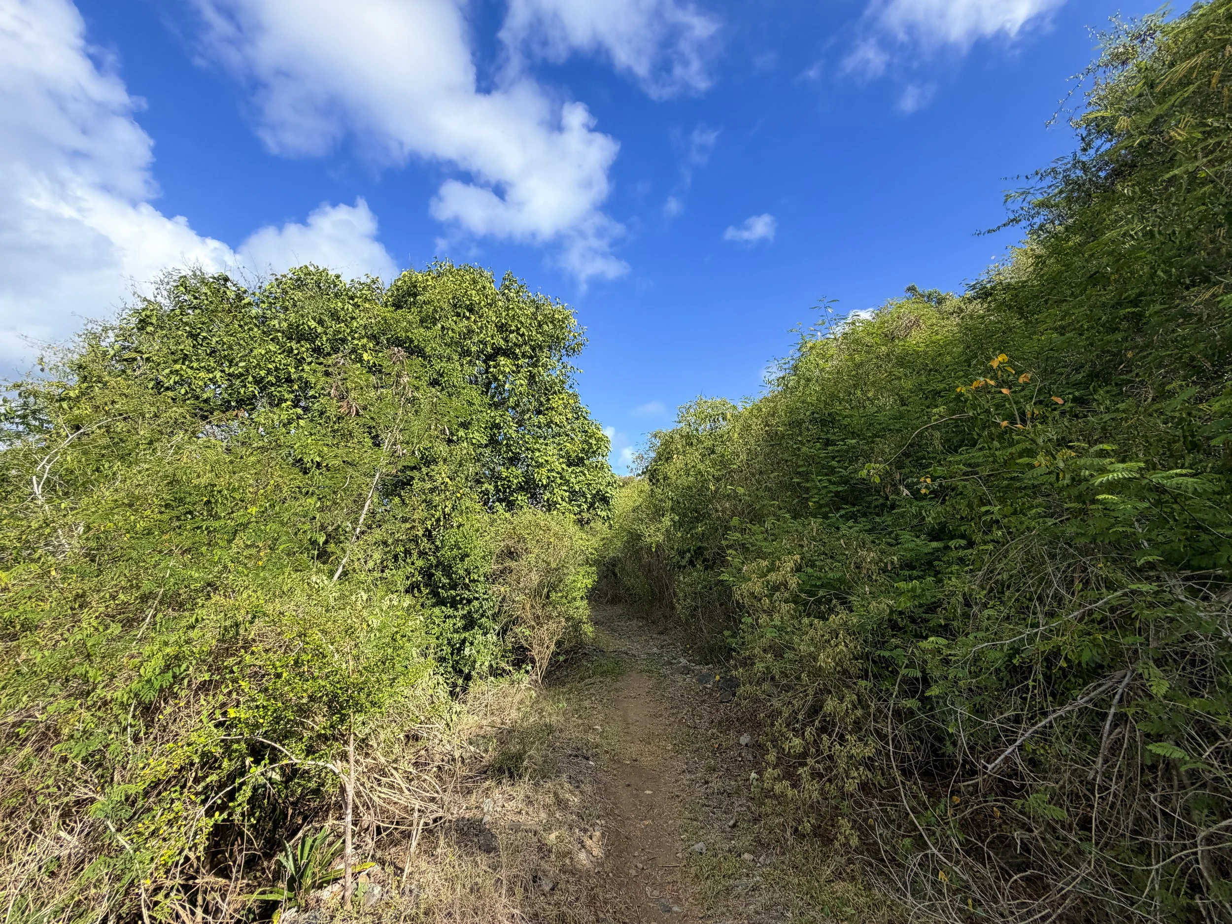Johnny Horn Hike Virgin Islands National Park