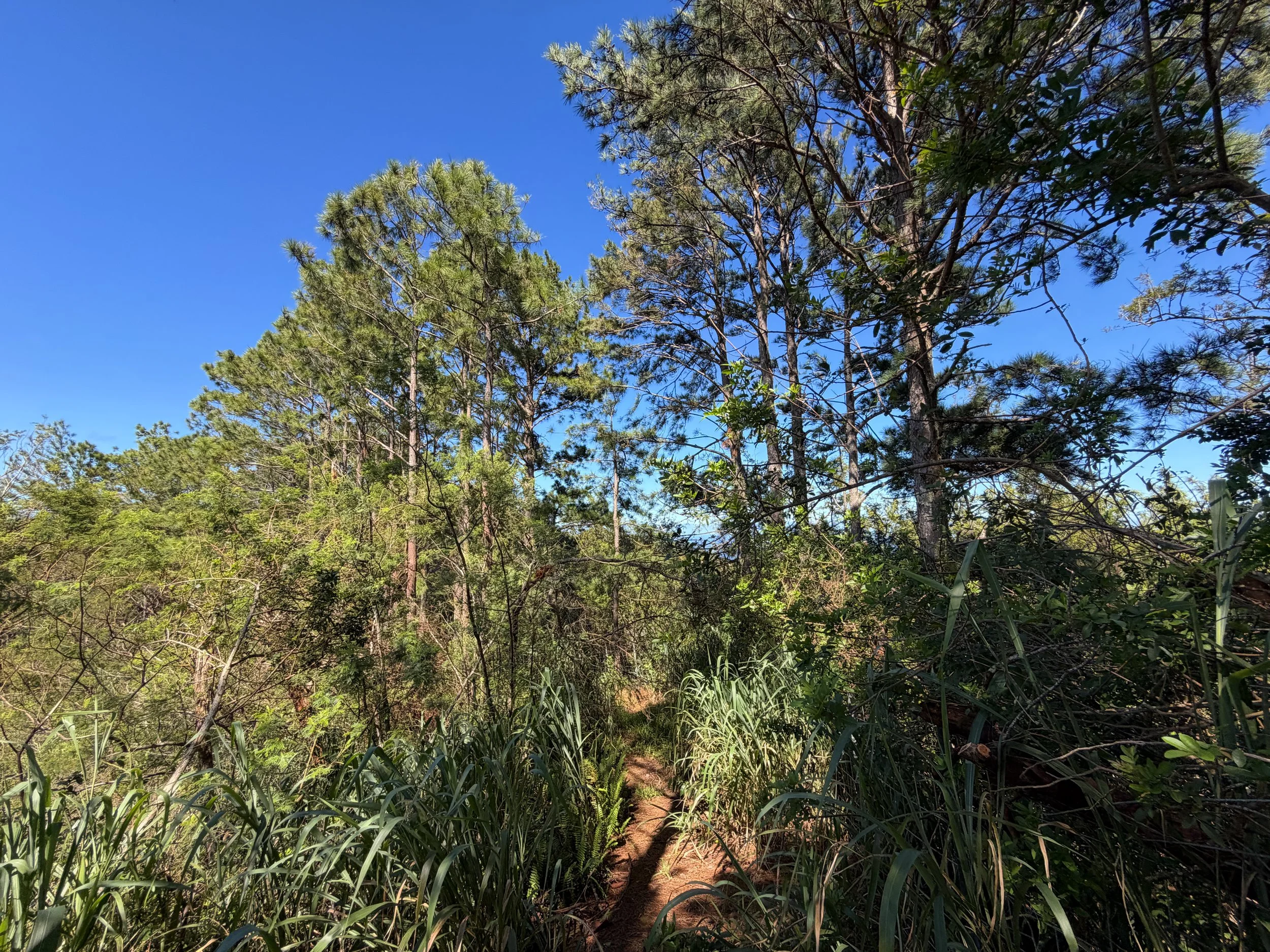 Kuaokala Trail Oahu Hawaii