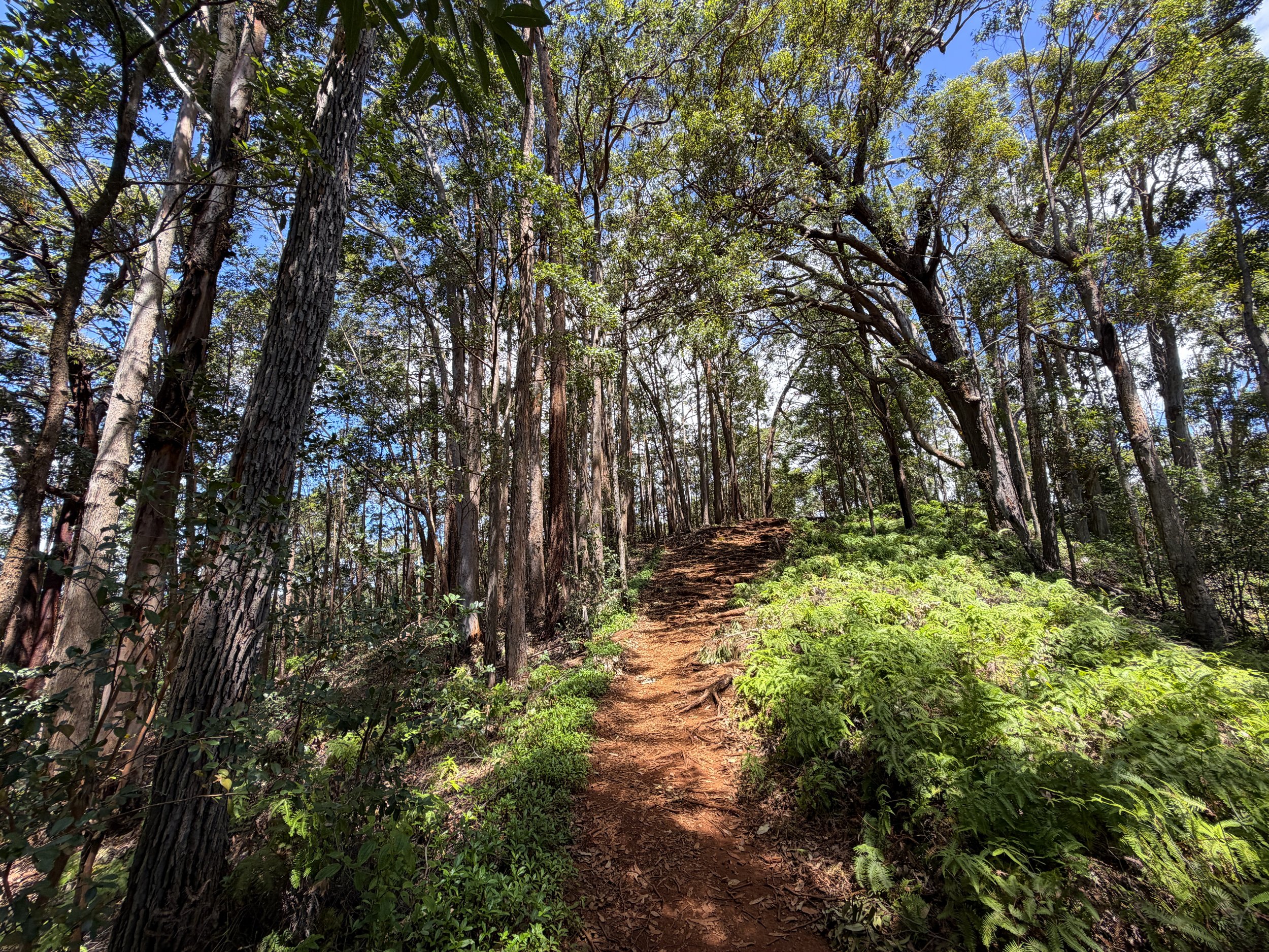 Manana Ridge Trail to Waimano Falls Oahu Hawaii