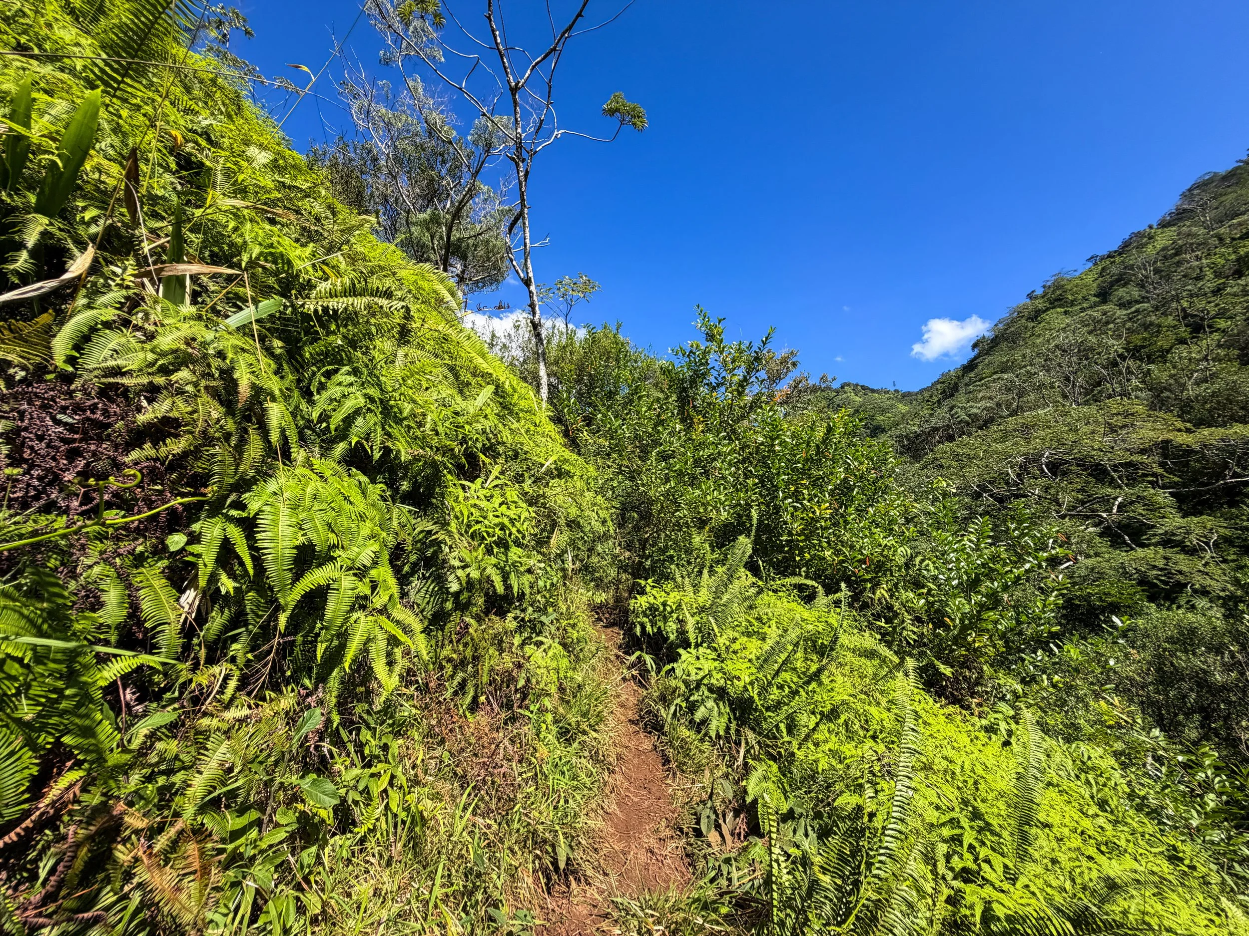 Kaau Crater Trail Oahu Hawaii
