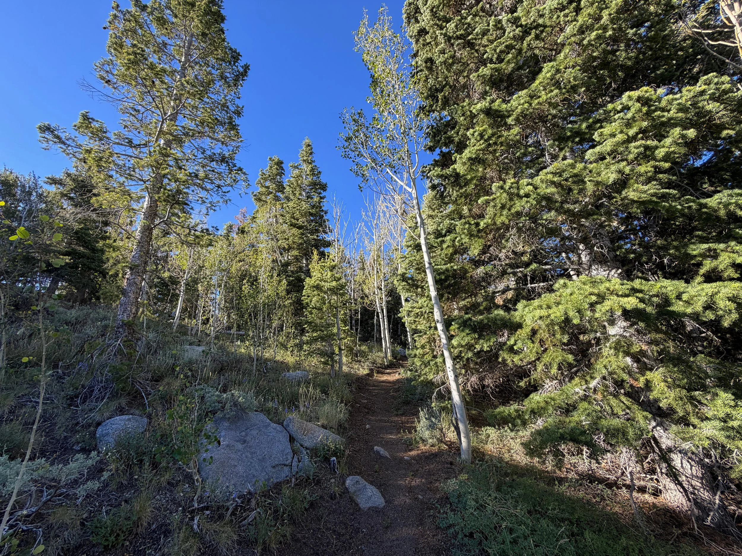 Snake Divide Trail Great Basin National Park Nevada