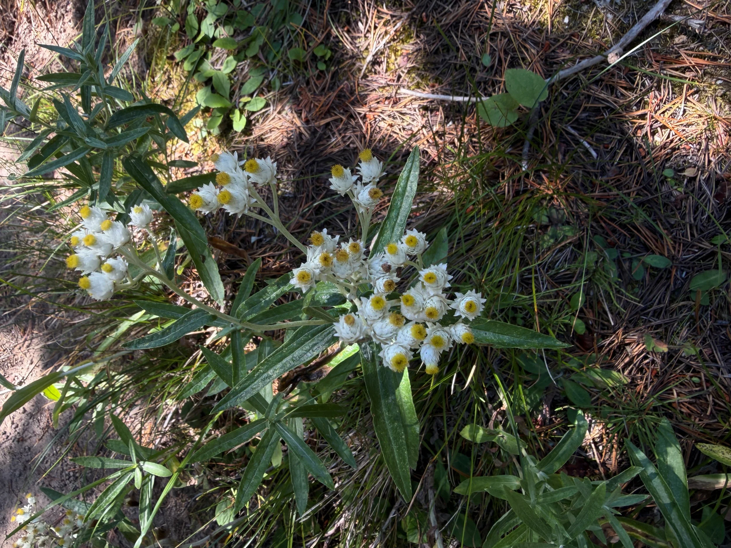 Pearly Everlasting Anaphalis margaritacea
