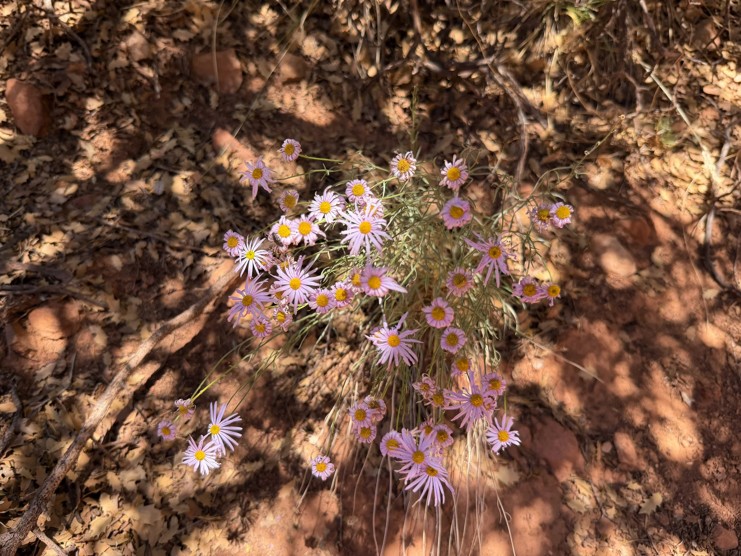 Spreading Daisy Erigeron divergens
