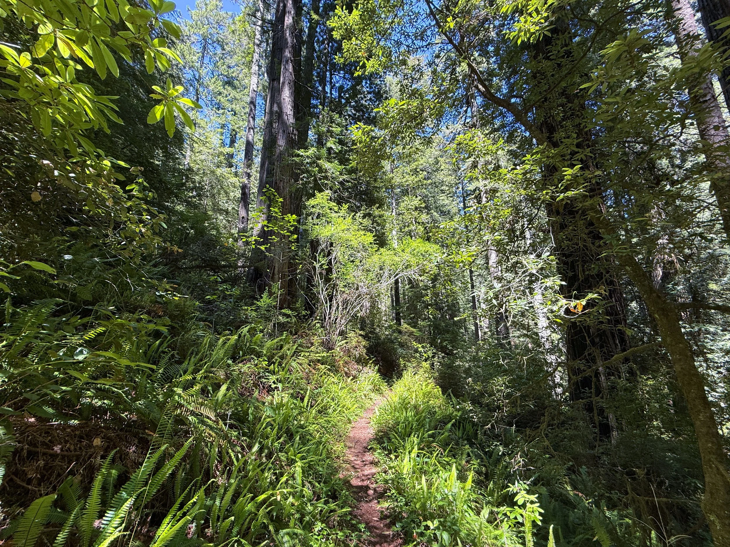 Ten Taypo Trail Prairie Creek Redwoods State Park California