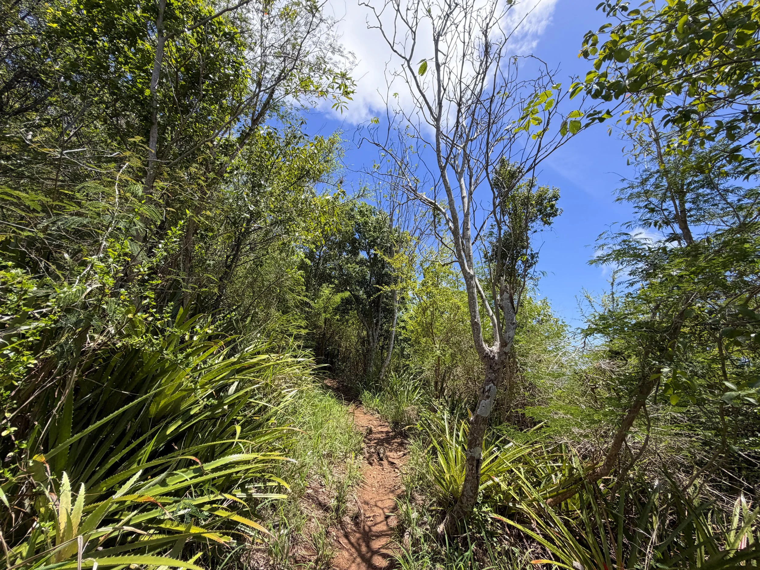 Caneel Hill Trail Virgin Islands National Park