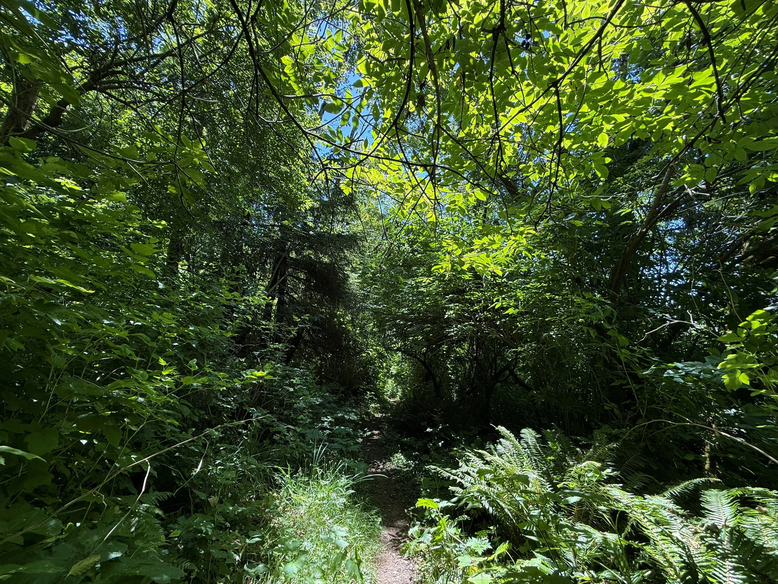 Ossagon Trail Prairie Creek Redwoods State Park California