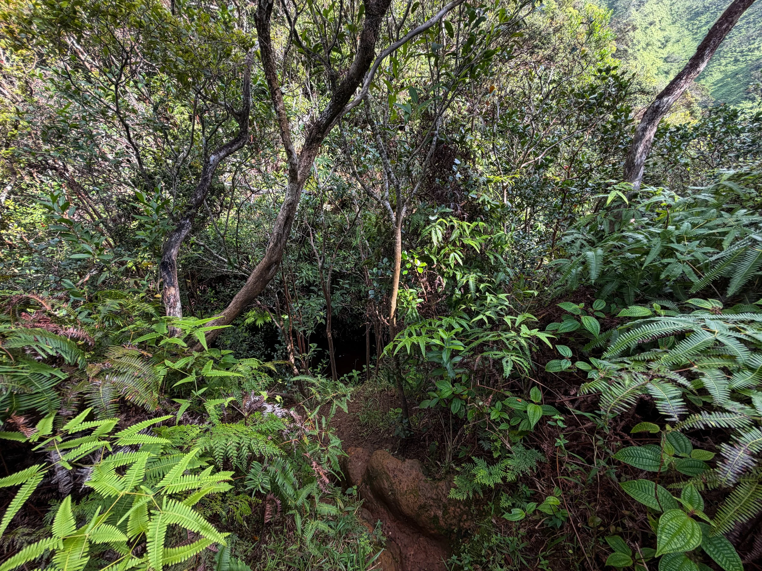 Kaau Crater Loop Trail Oahu Hawaii