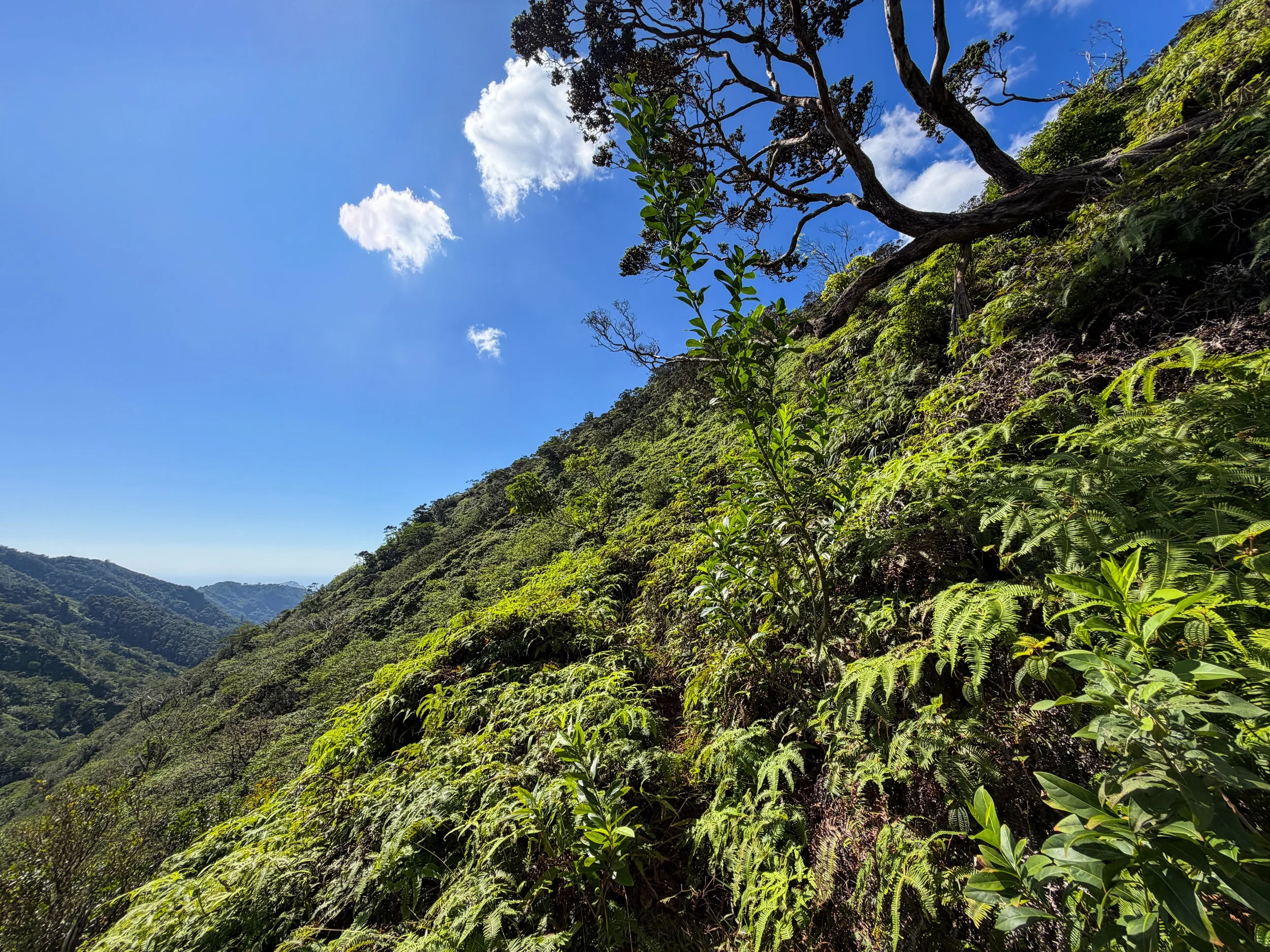 Kaau Crater Hike Oahu Hawaii