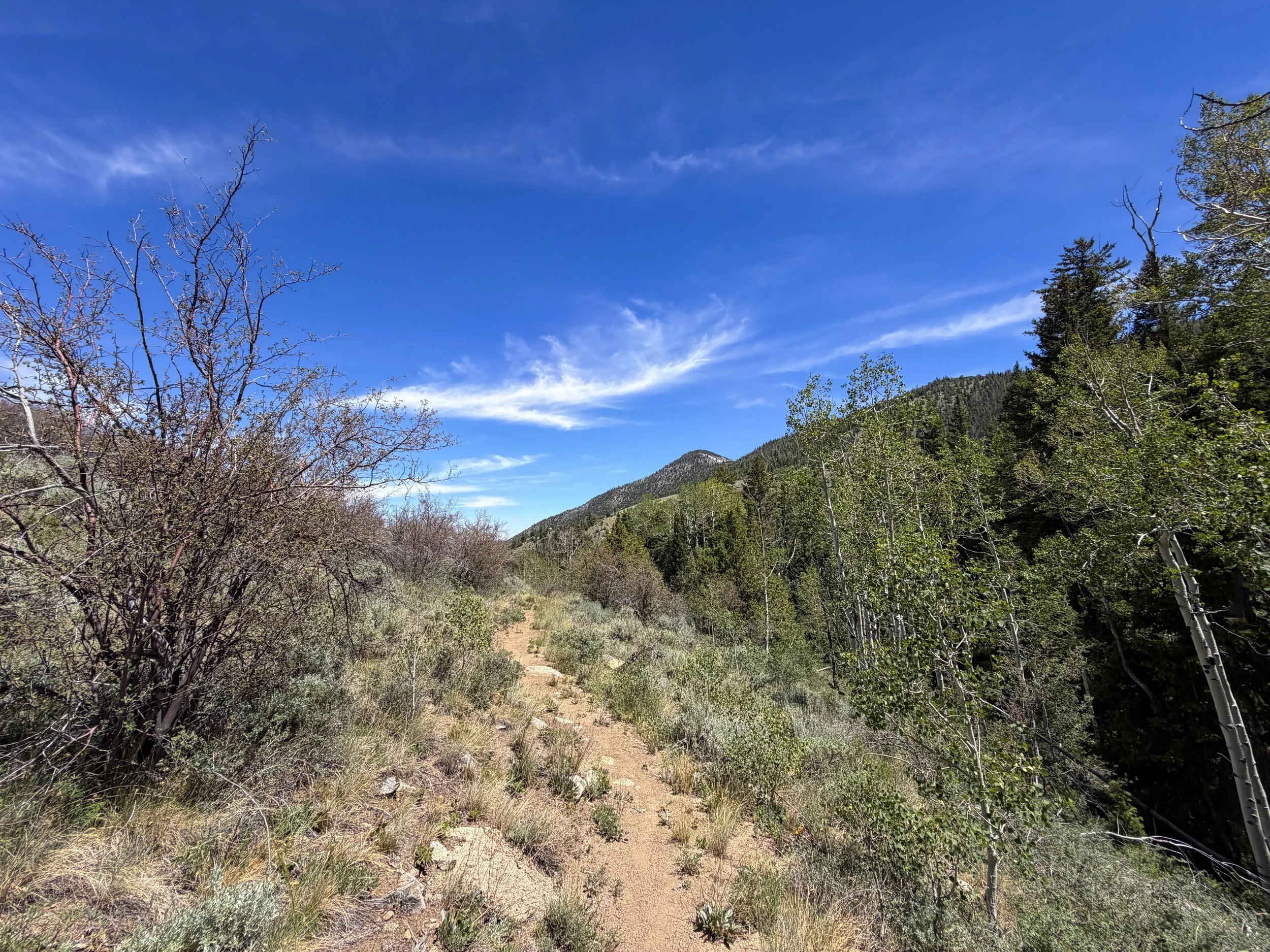 Serviceberry Loop Trail Great Basin National Park Nevada