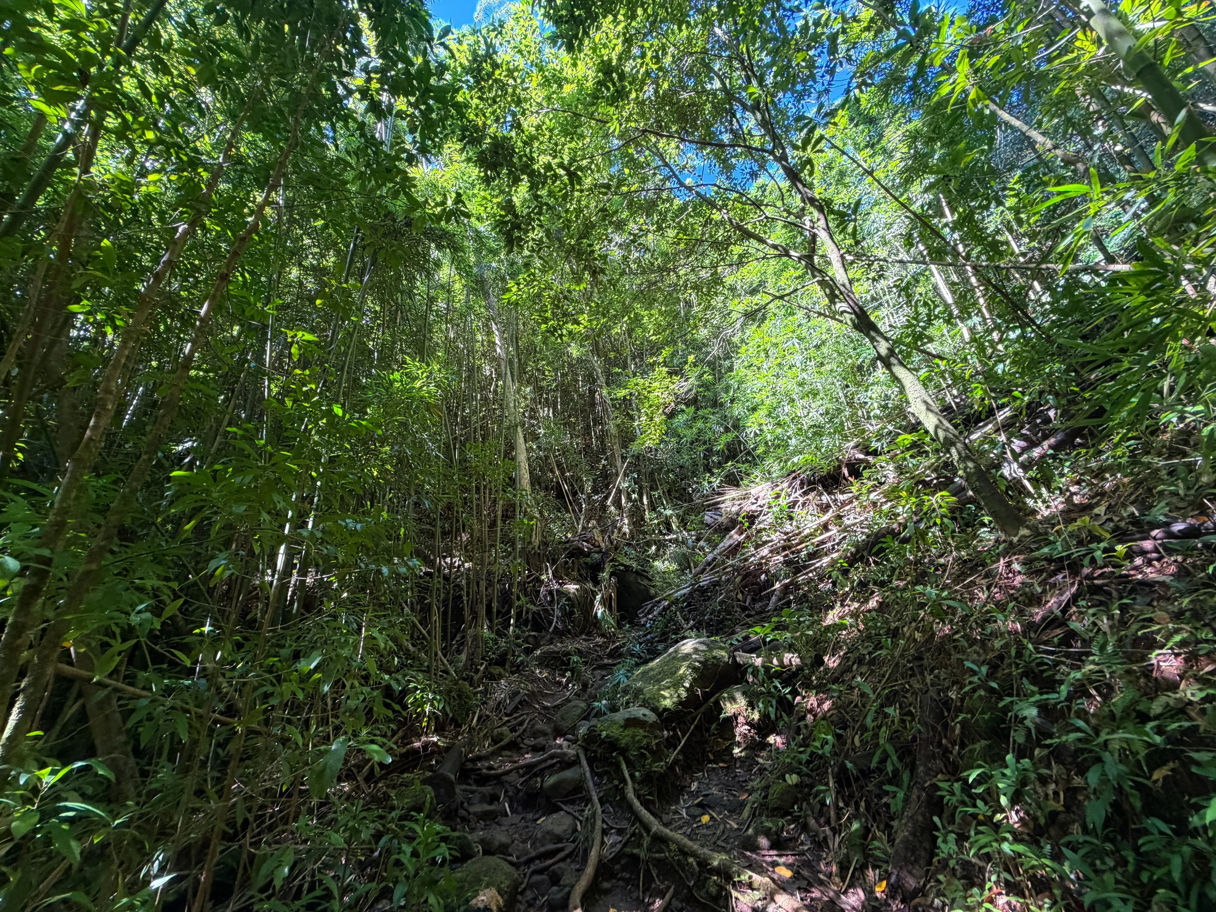 Aihualama Trail Oahu Hawaii