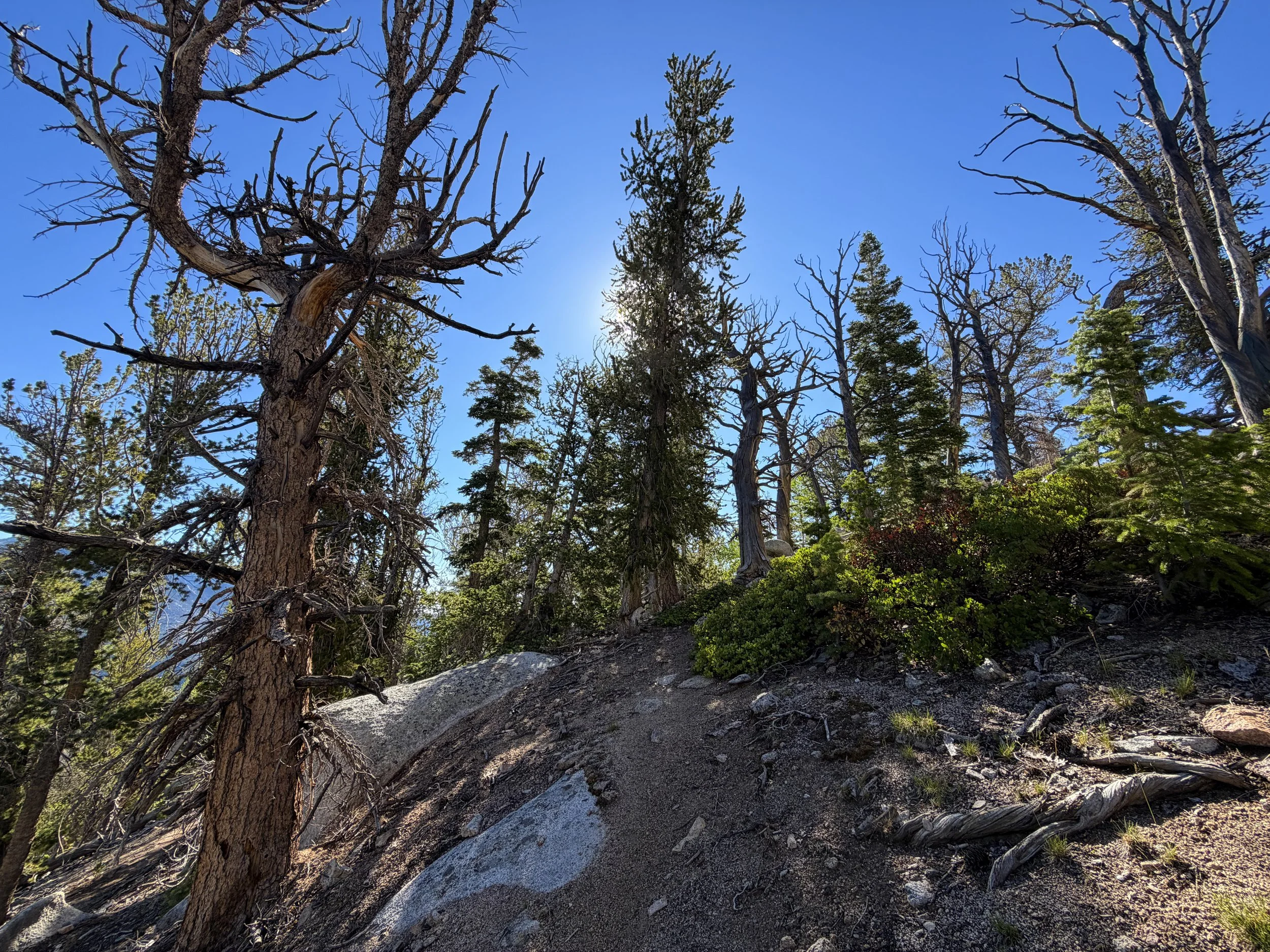 Snake Divide Trail to Mount Washington Great Basin National Park Nevada