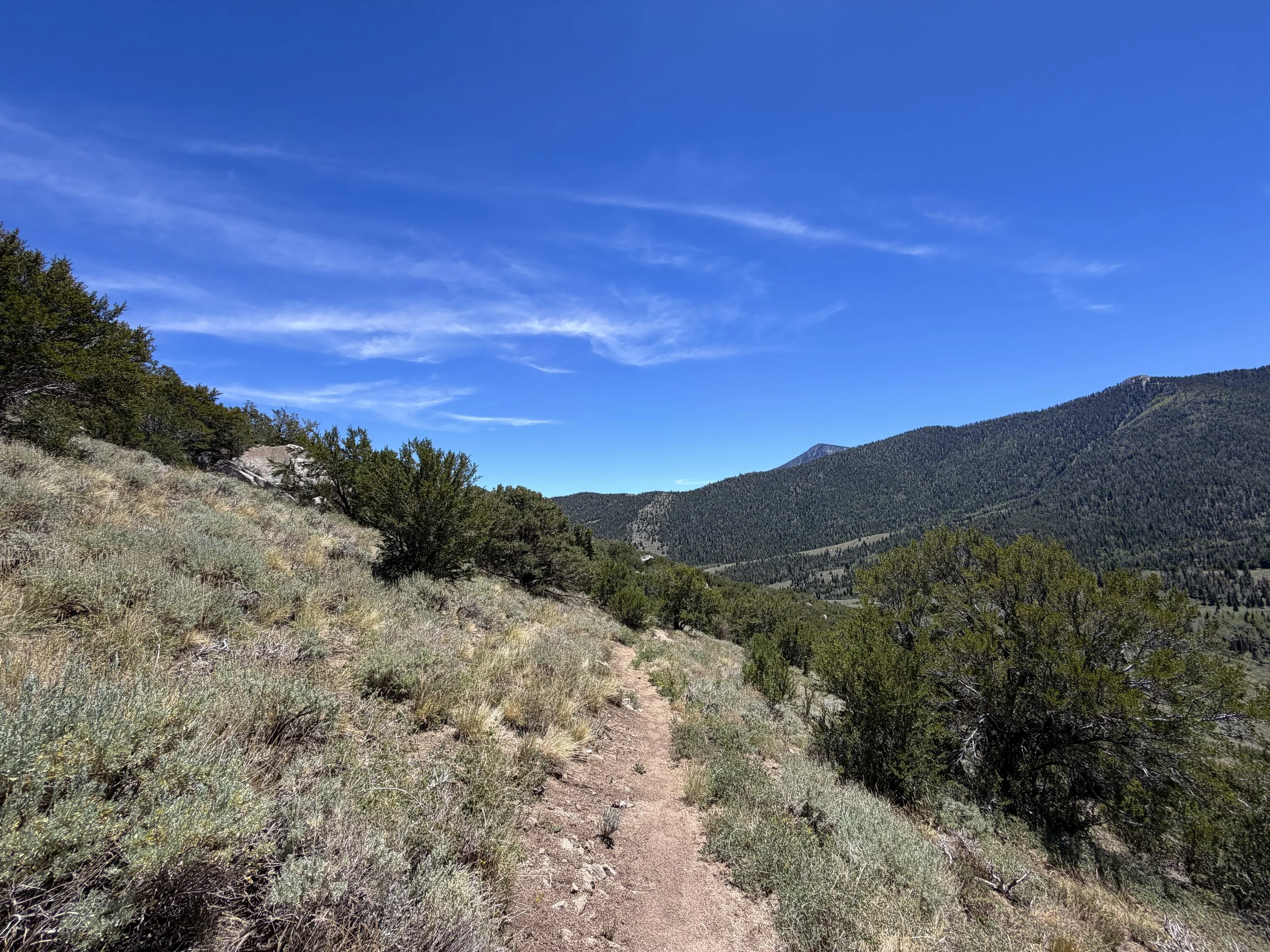 Serviceberry Loop Trail Great Basin National Park Nevada