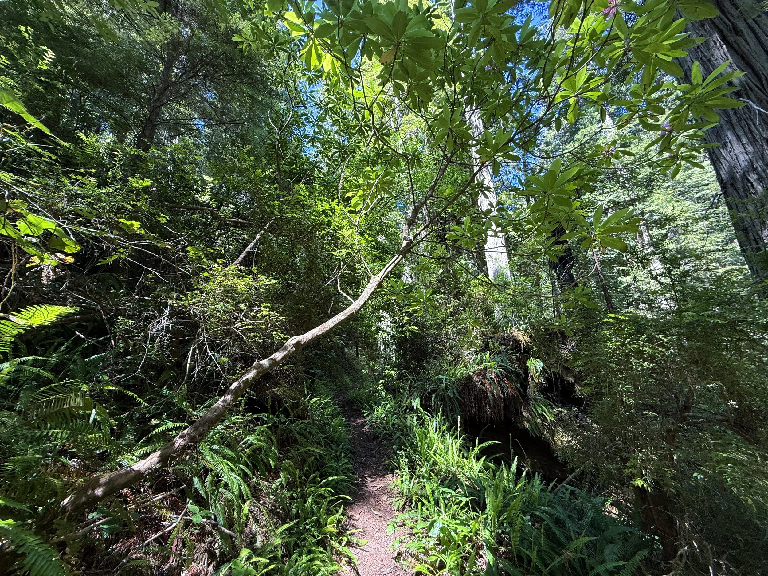 Ten Taypo Trail Prairie Creek Redwoods State Park California