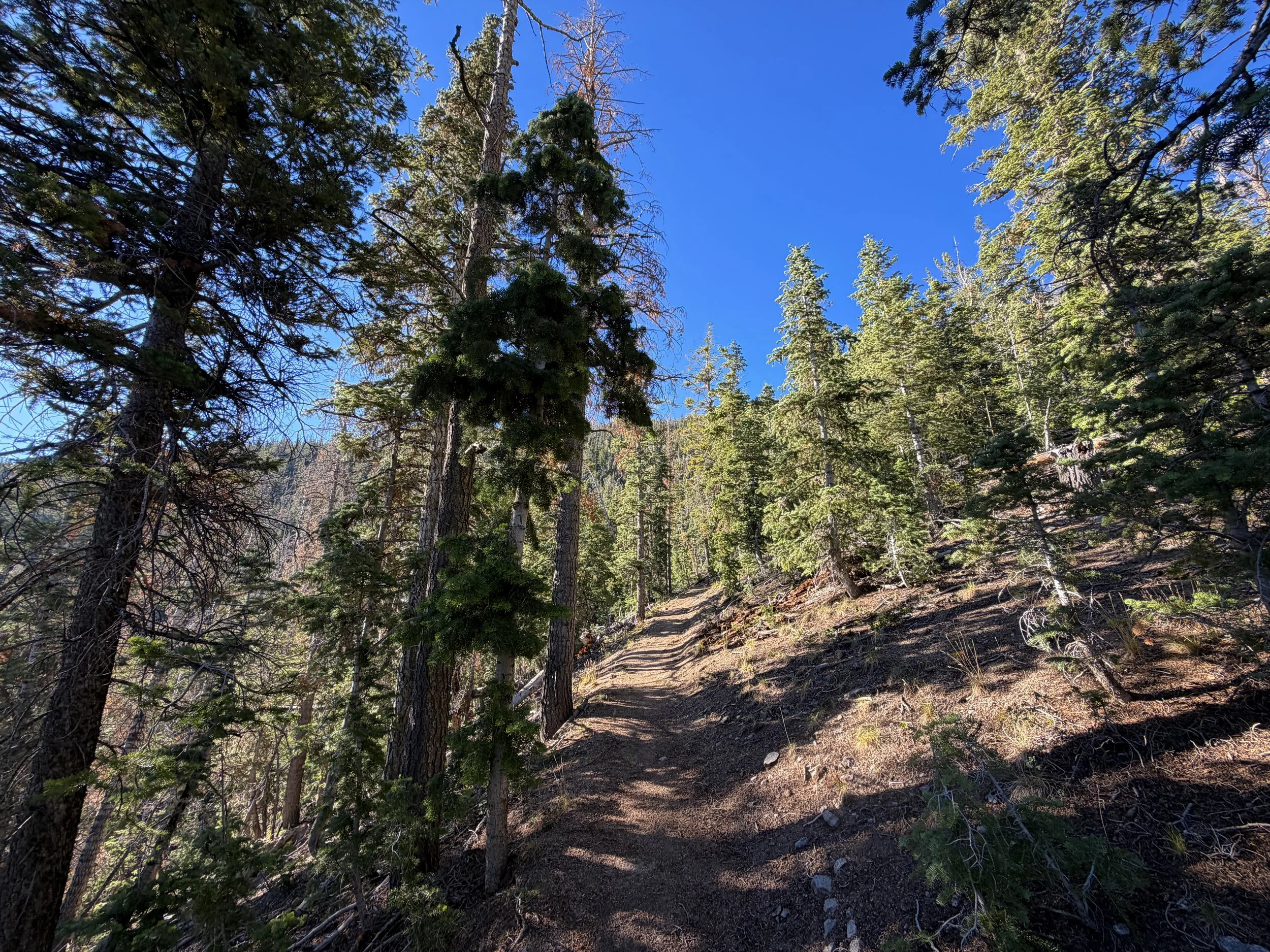 Snake Divide Trail Great Basin National Park Nevada