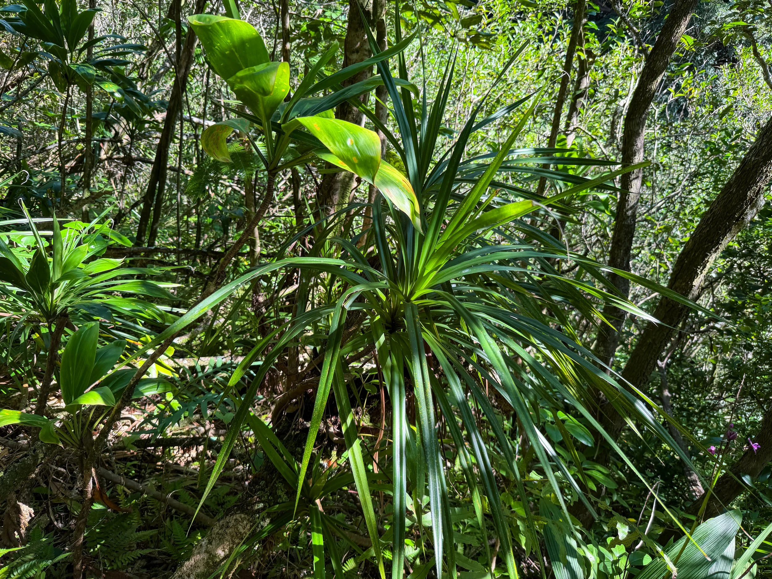 Ieie Freycinetia arborea