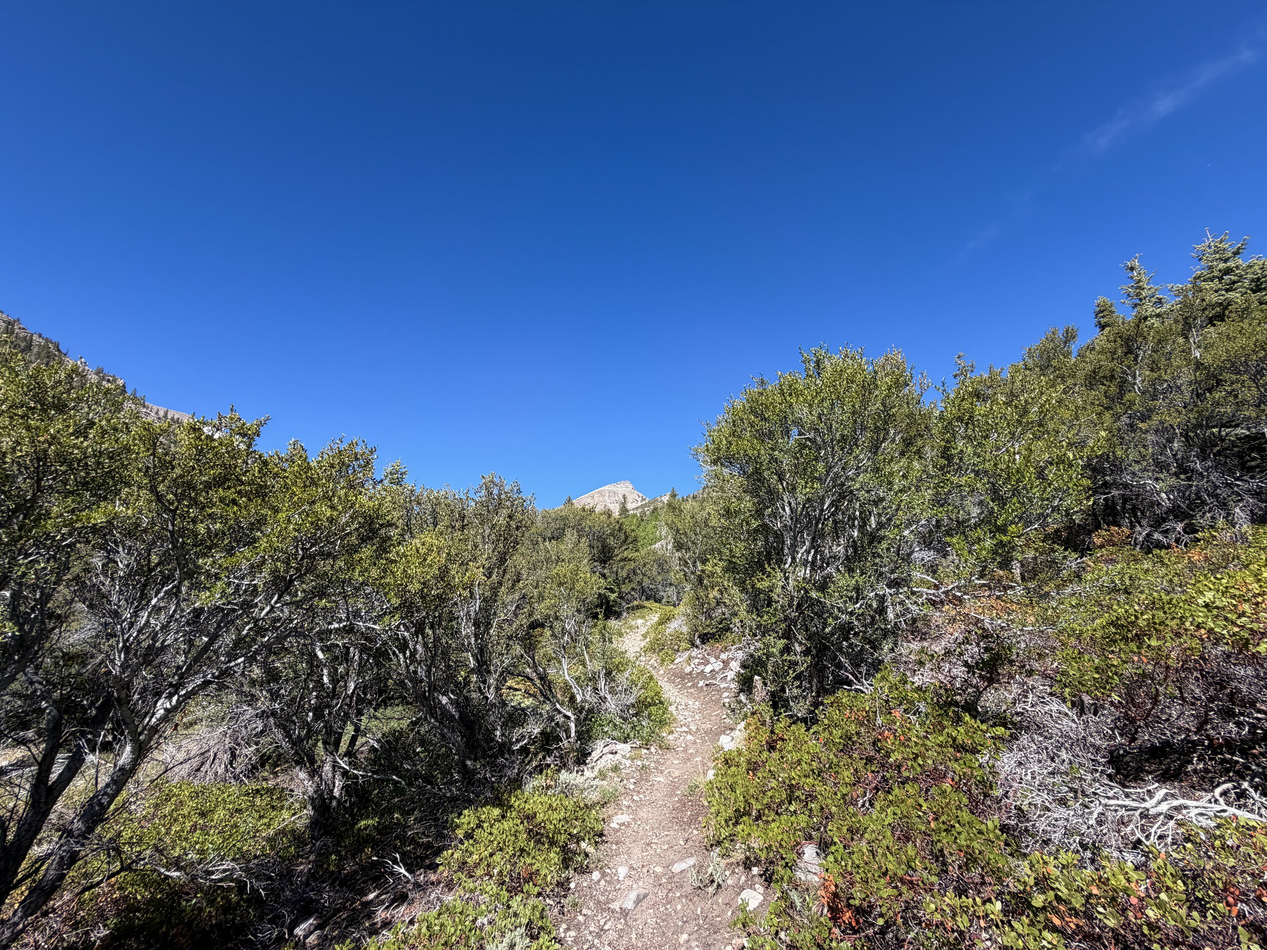 Baker Lake Trail Great Basin National Park Nevada