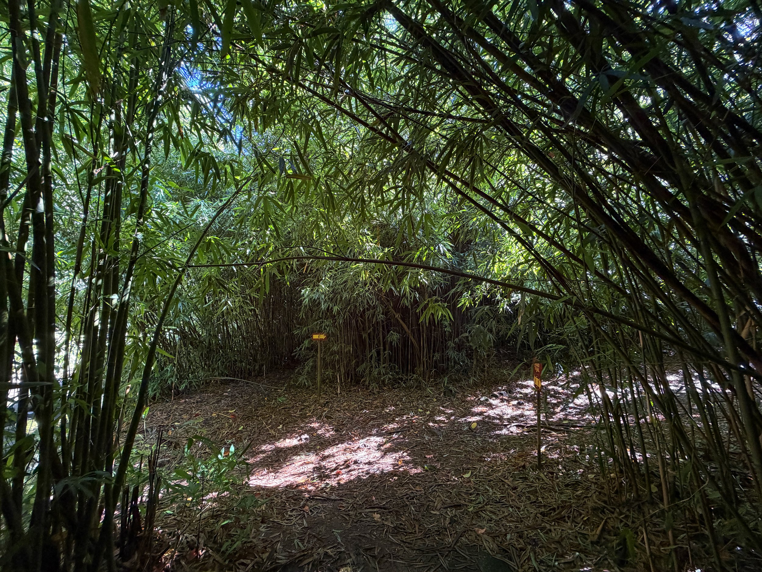 Judd Loop Trail Oahu Hawaii