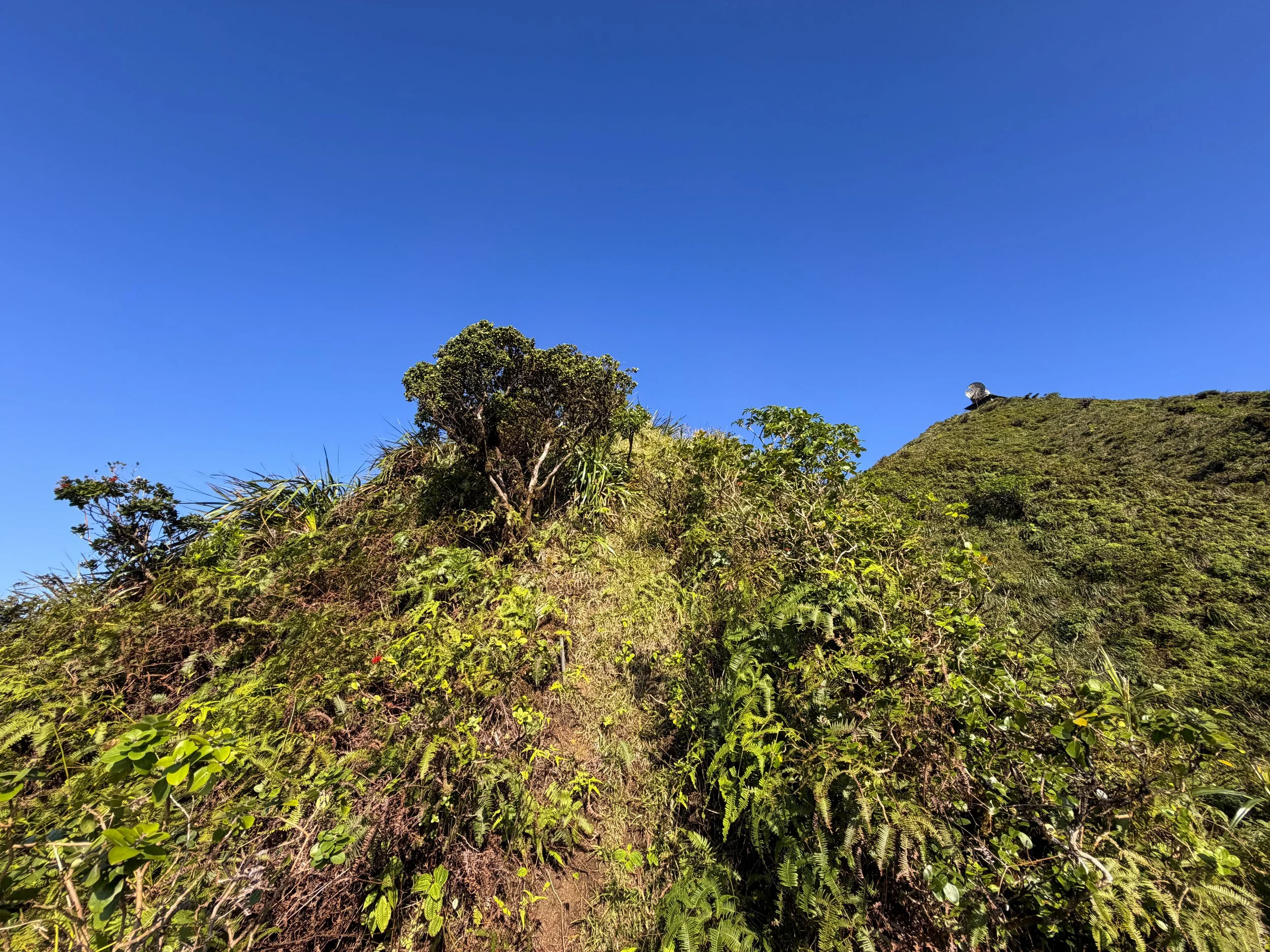 Moanalua Saddle to Stairway to Heaven Koolau Summit Trail Oahu Hawaii