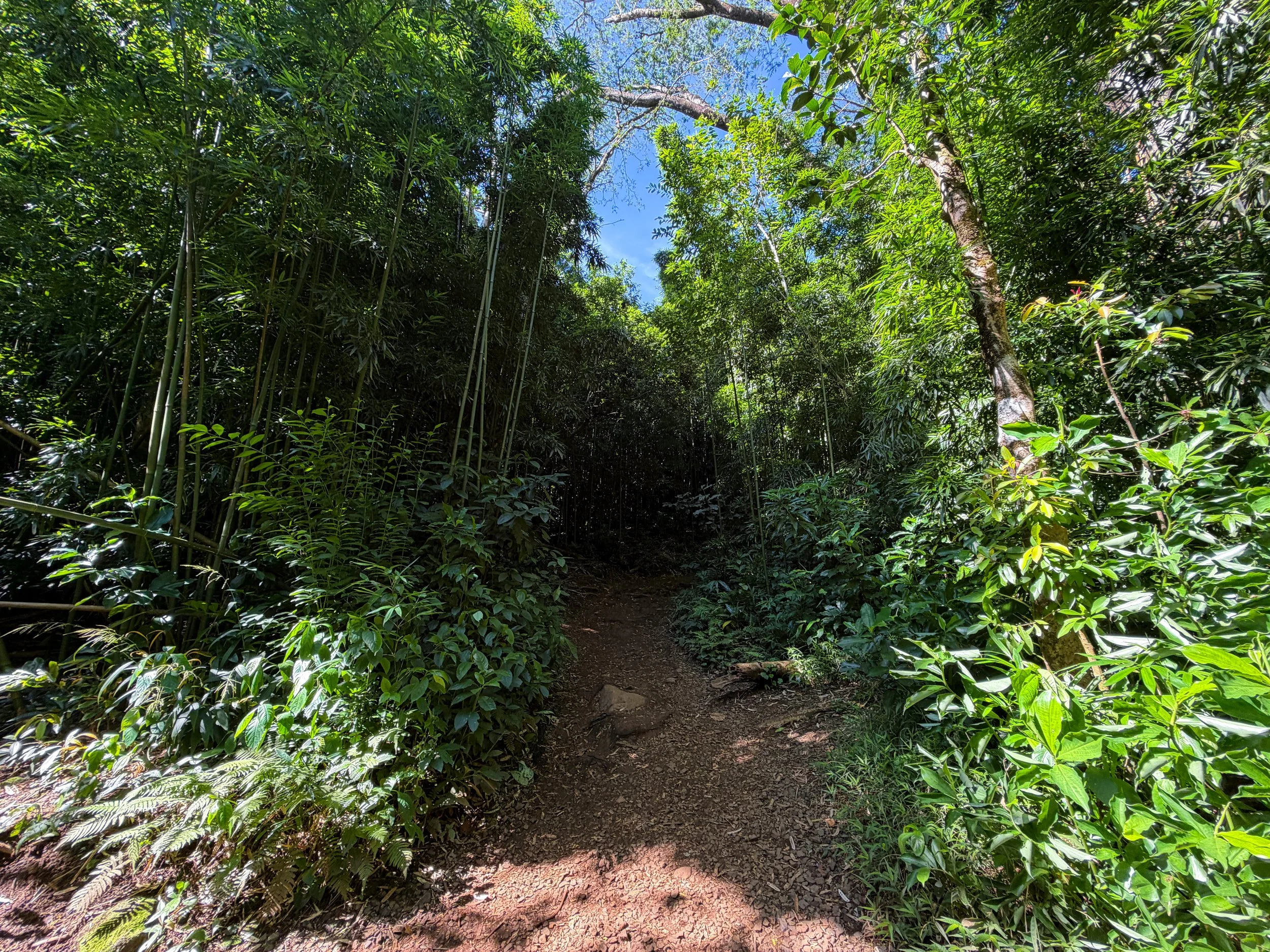 Manoa Falls Trail Oahu Hawaii