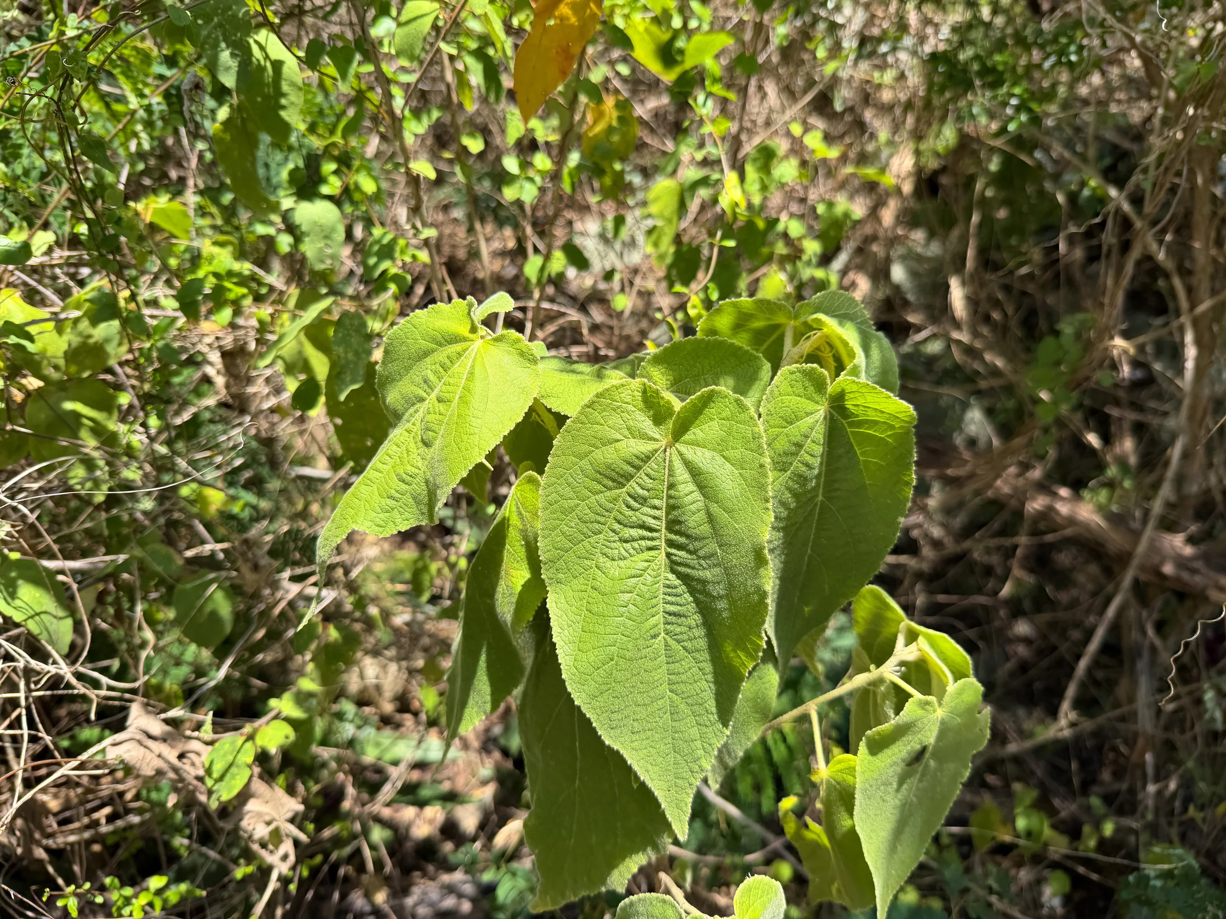 Jamaican Screw Tree Helicteres jamaicensis