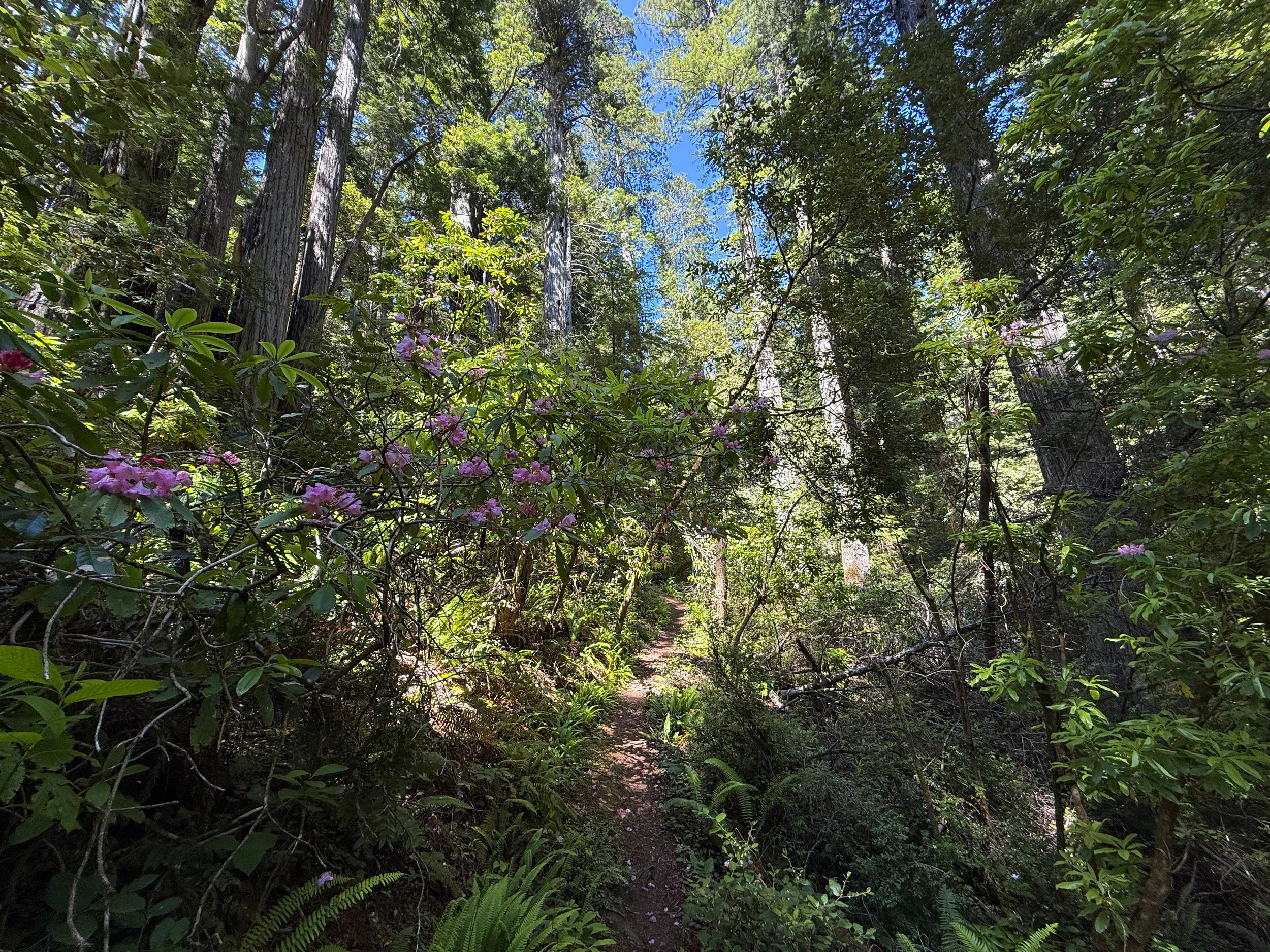 Hope Creek-Ten Taypo Loop Trail Prairie Creek Redwoods State Park California