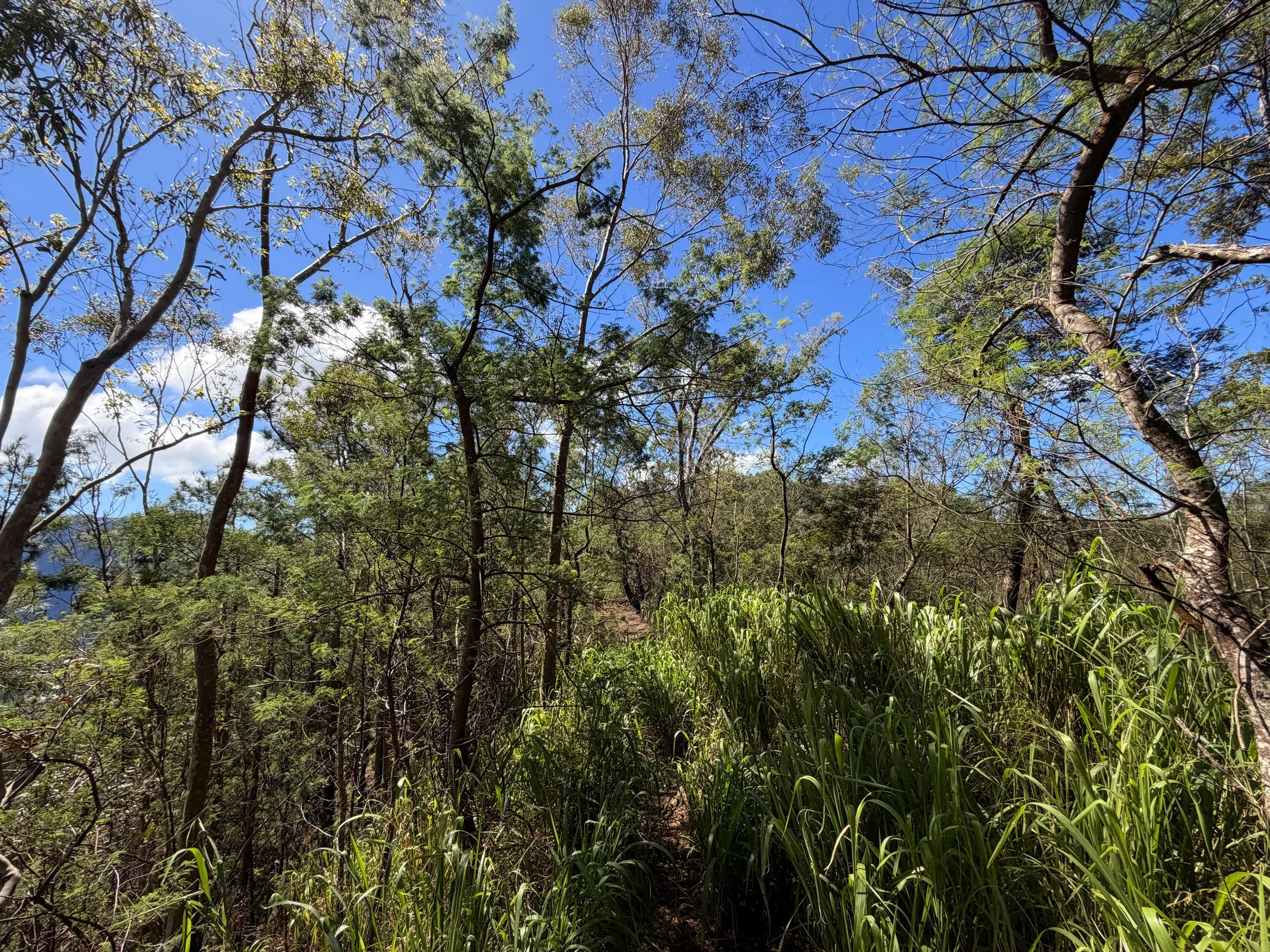 Kuaokala Trail Oahu Hawaii