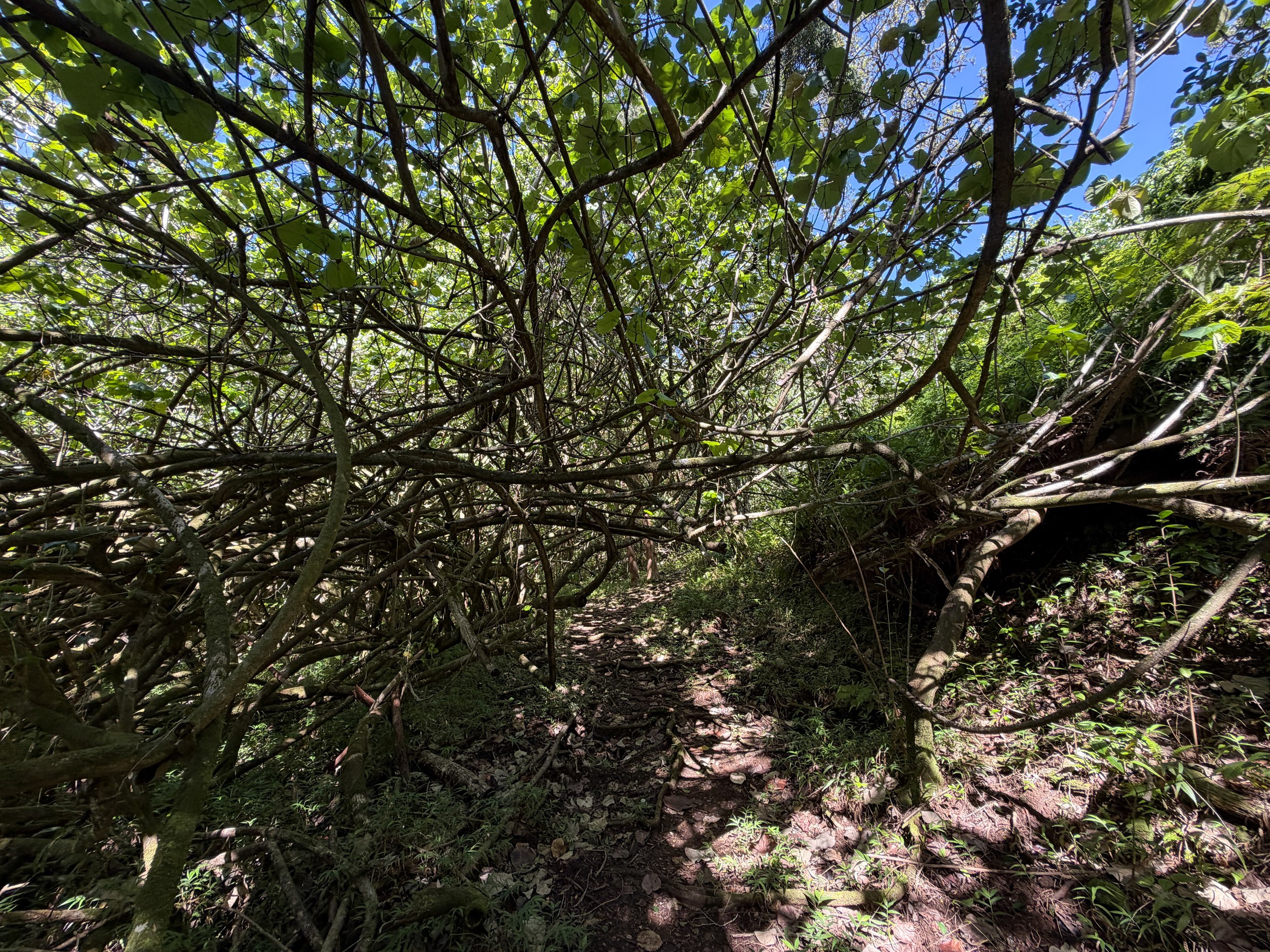 Kulanaahane Trail Oahu Hawaii