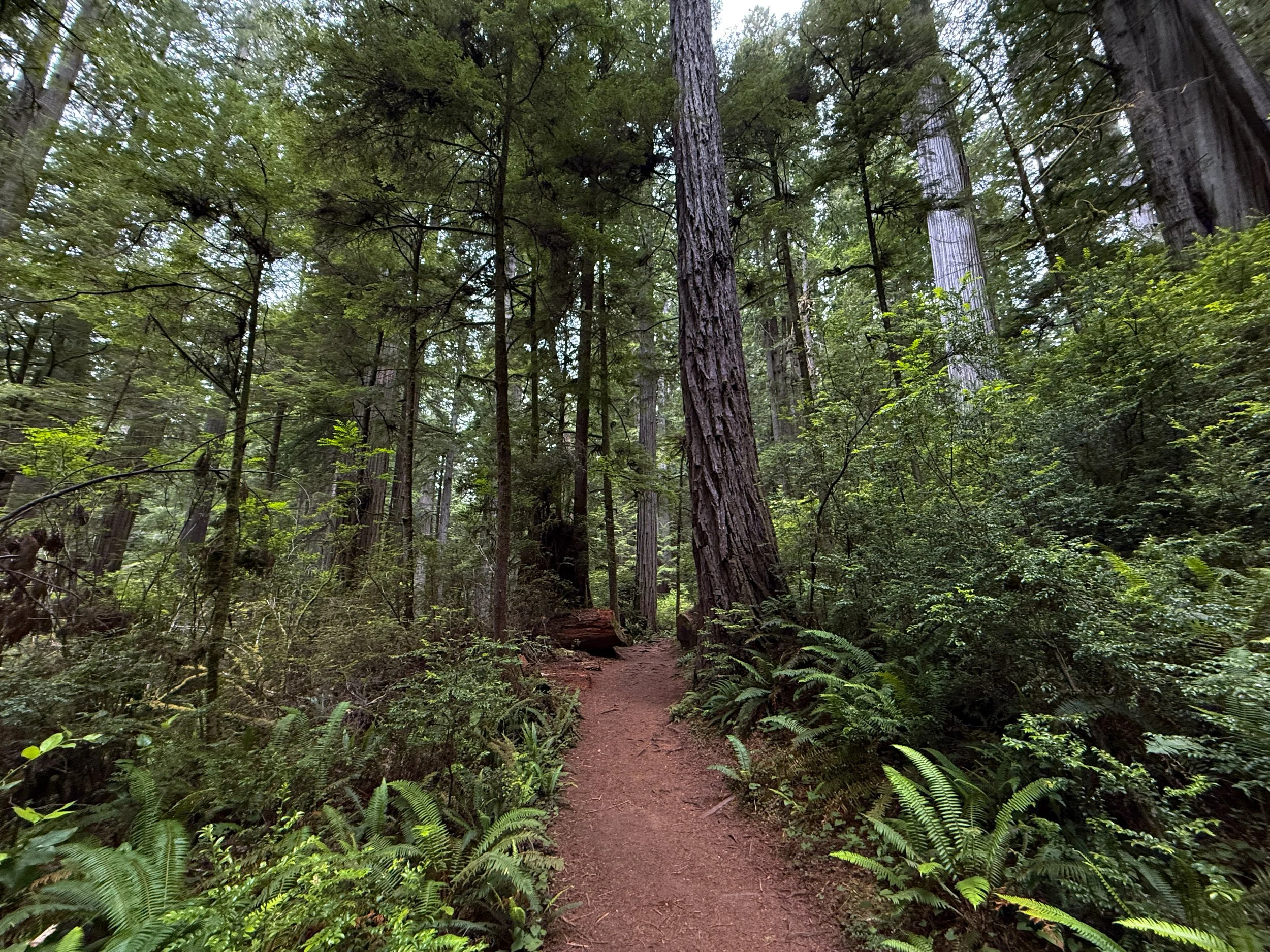 Boy Scout Tree Trail Jedediah Smith Redwoods State Park California